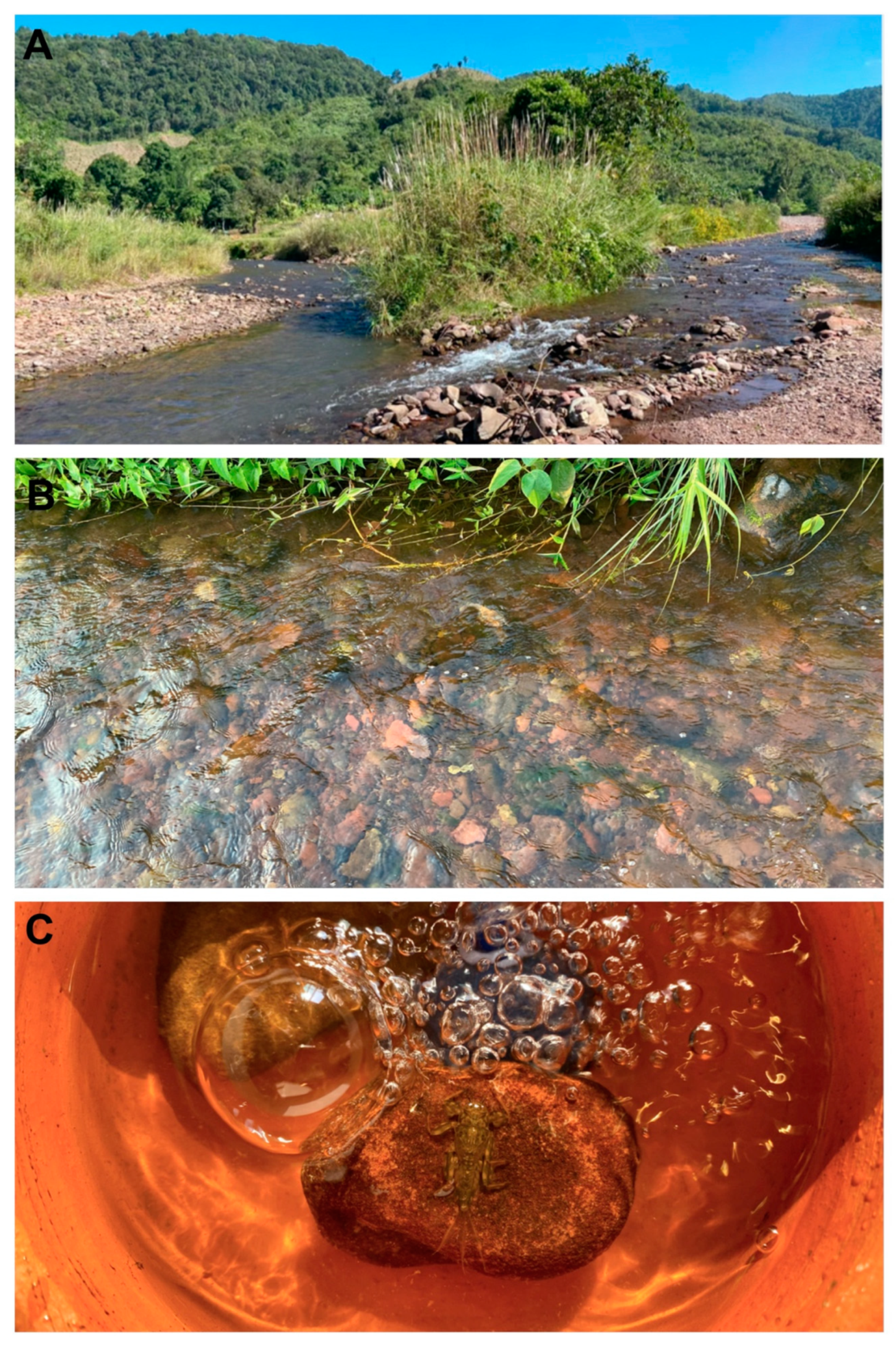 Insects 11 00554 g008