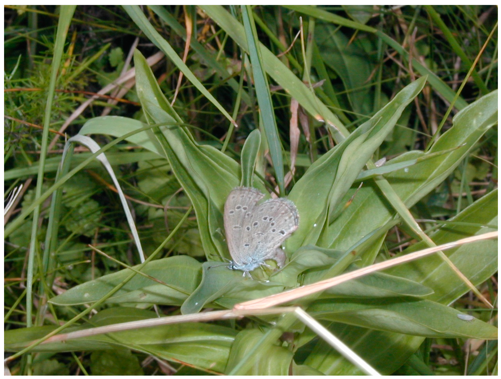 Insects 11 00556 g001