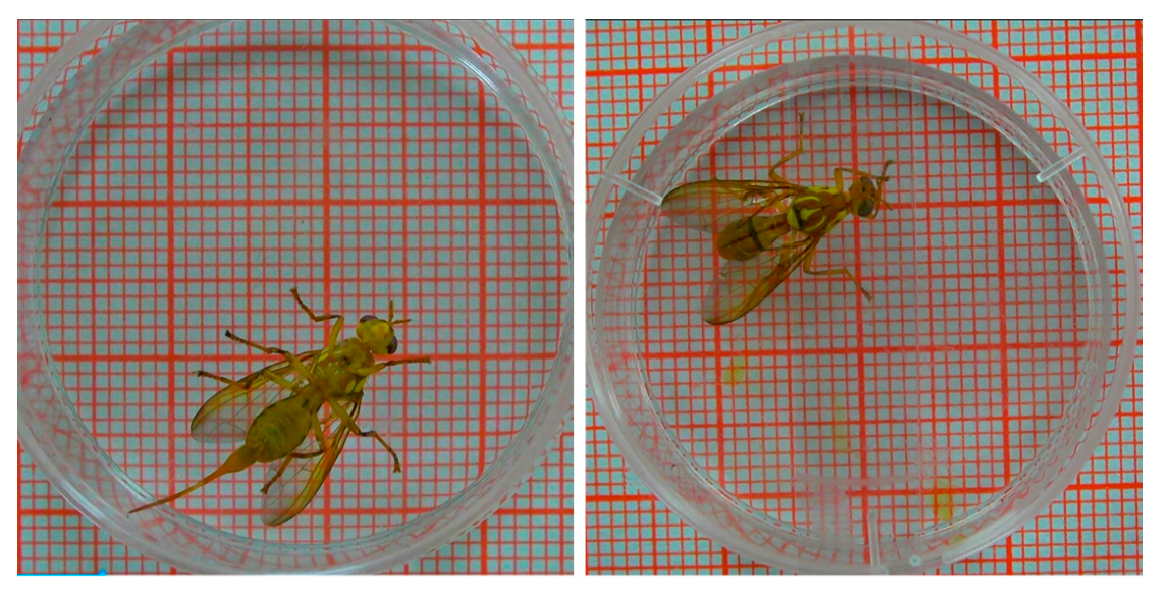 Insects 11 00565 g002 Insects 11 00565 g002