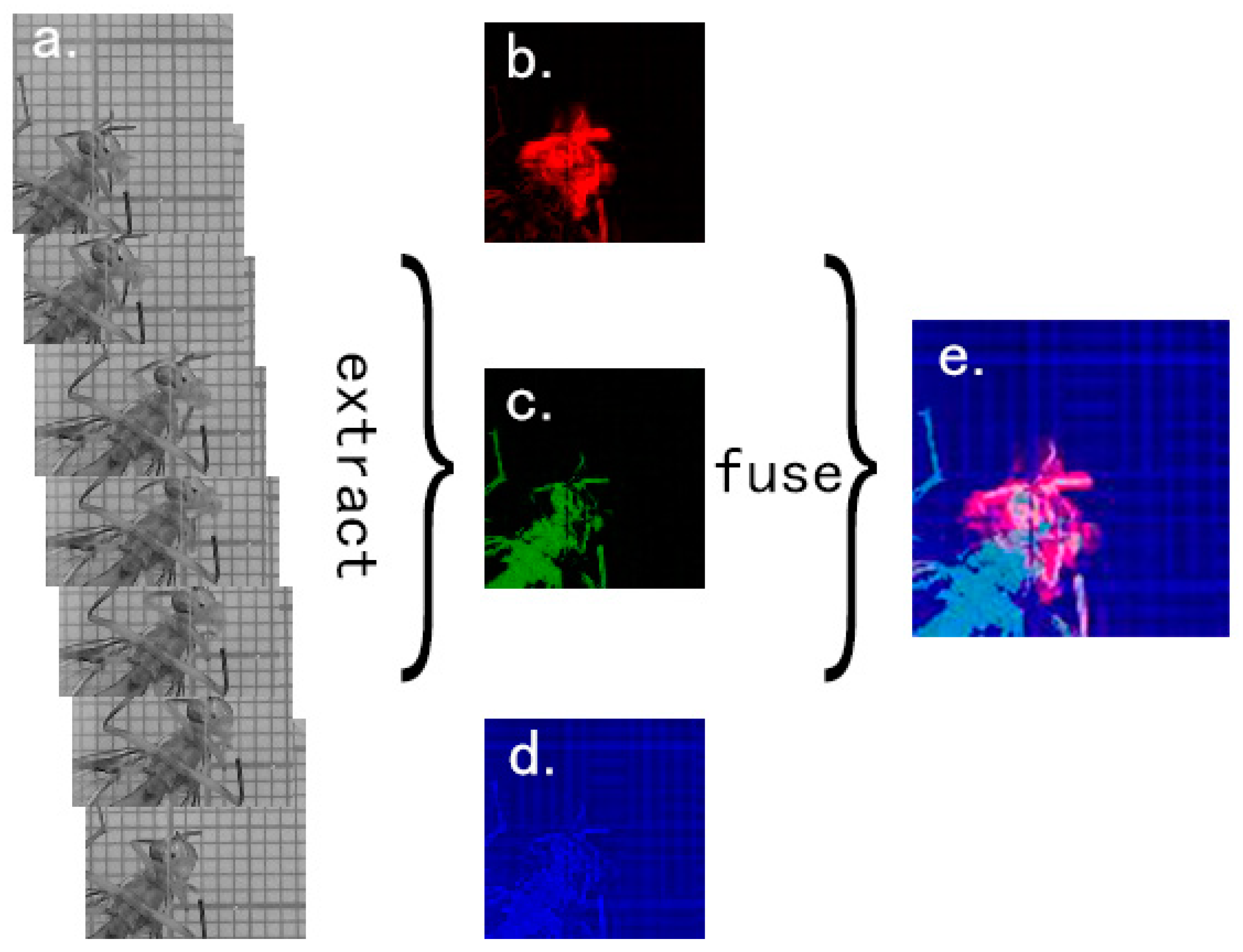 Insects 11 00565 g006 Insects 11 00565 g006