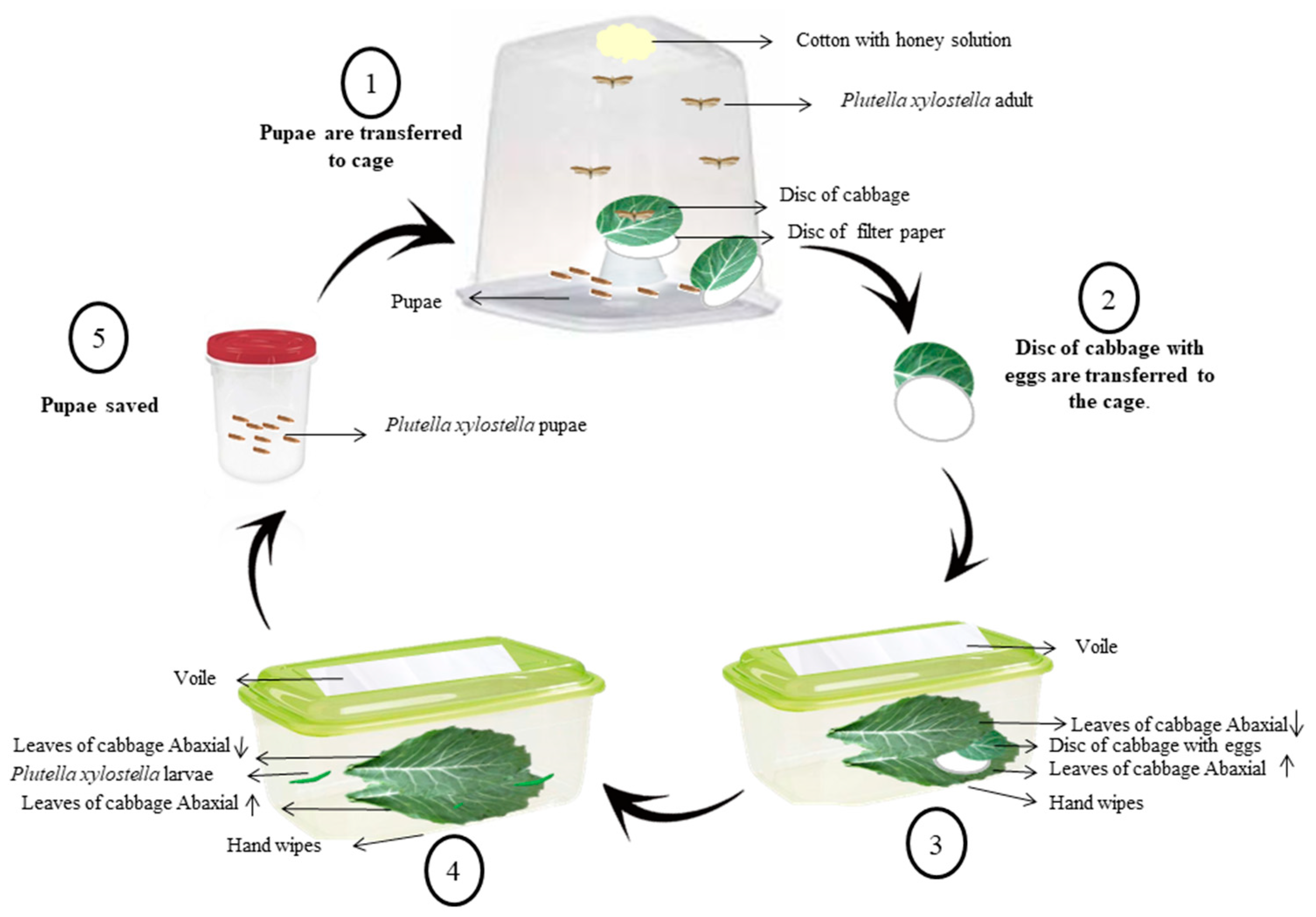 Insects 11 00596 g001