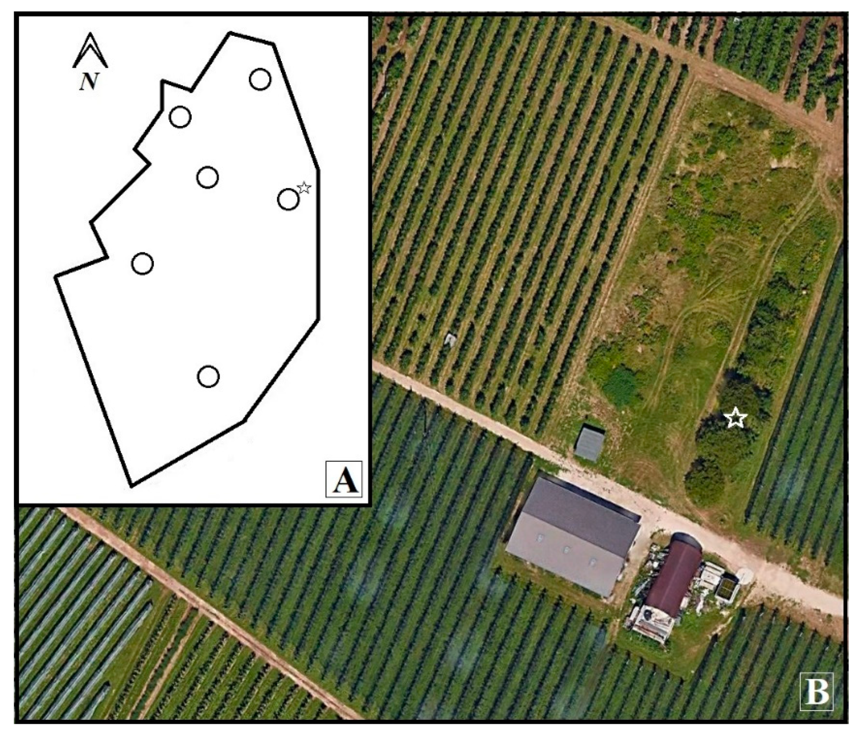 Insects 11 00611 g002