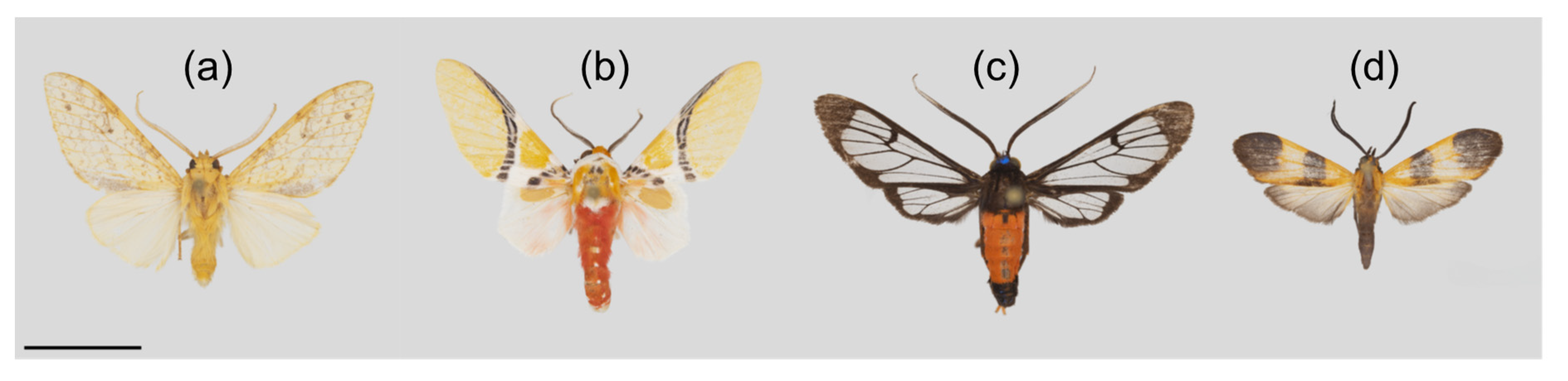 Insects 11 00612 g002