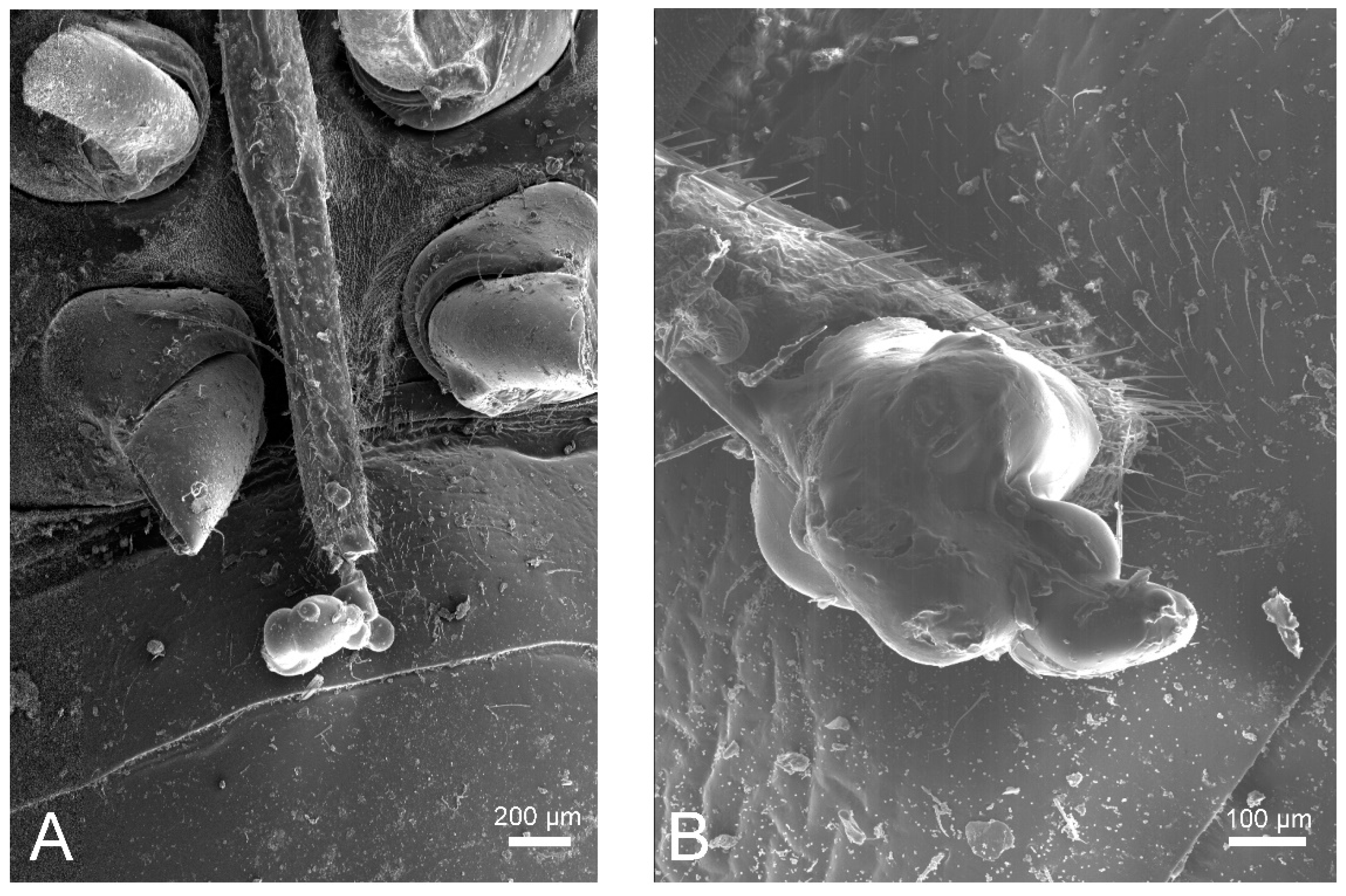 Insects 11 00643 g003