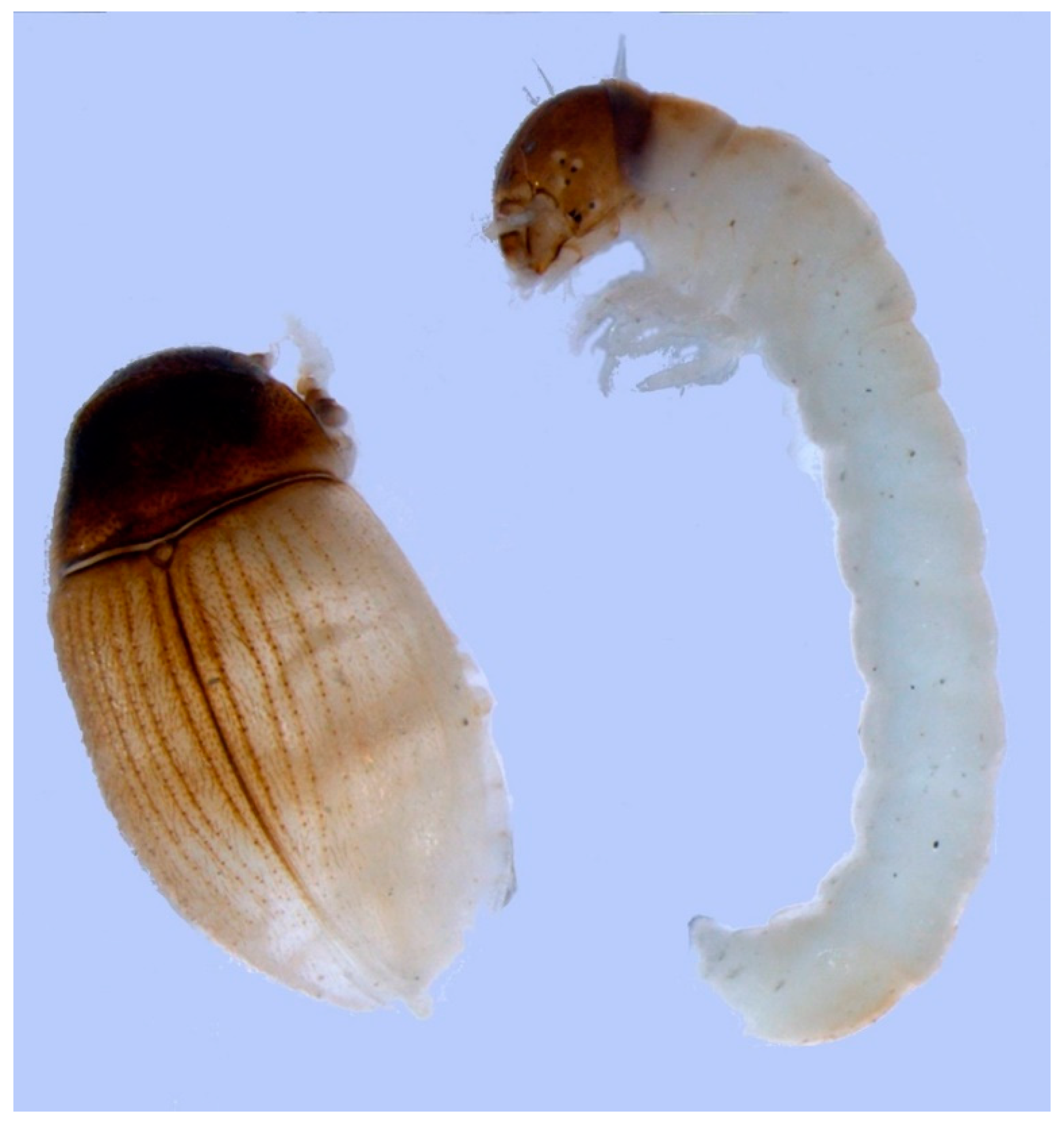 Insects 11 00644 g007