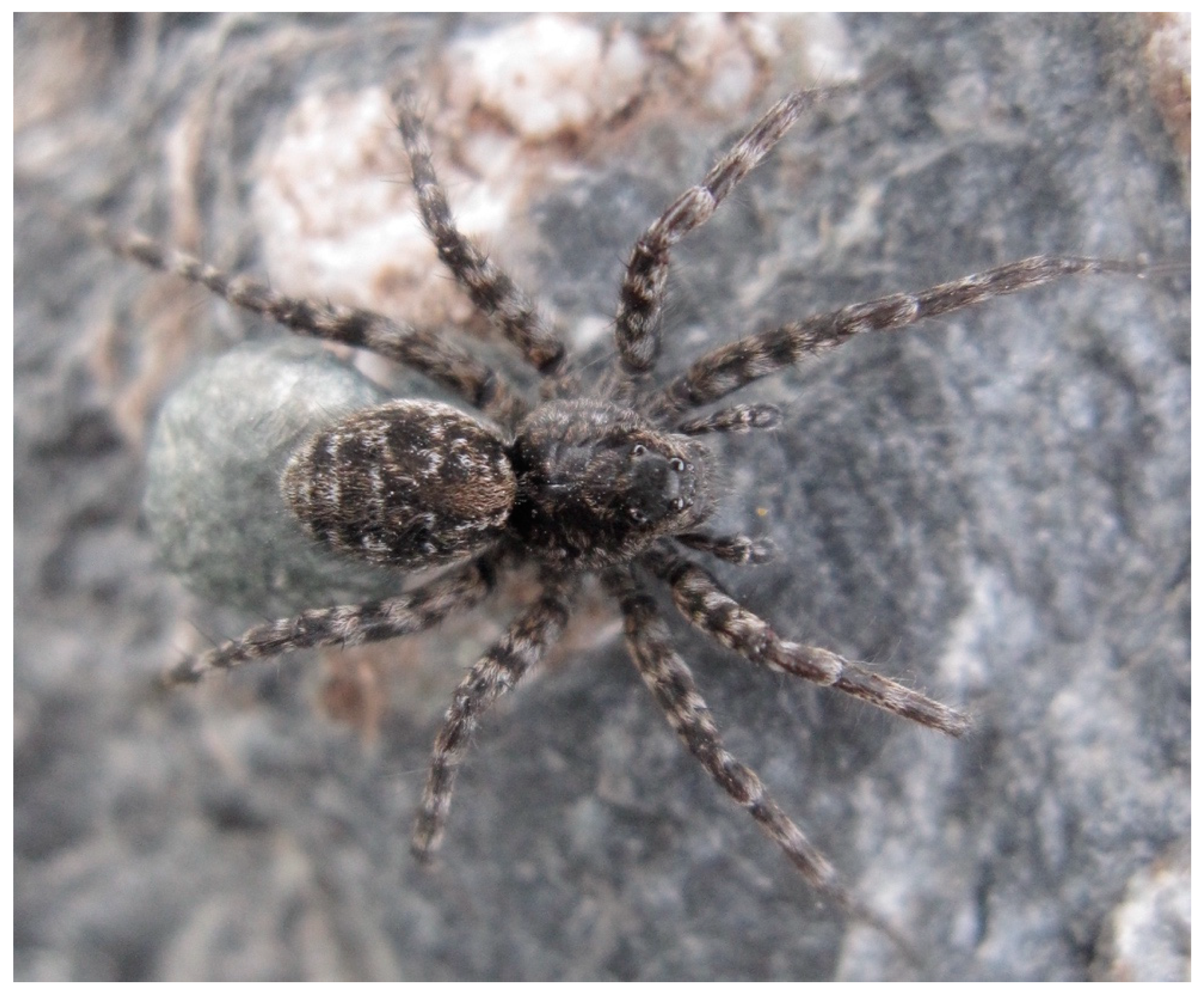 Insects 11 00644 g010