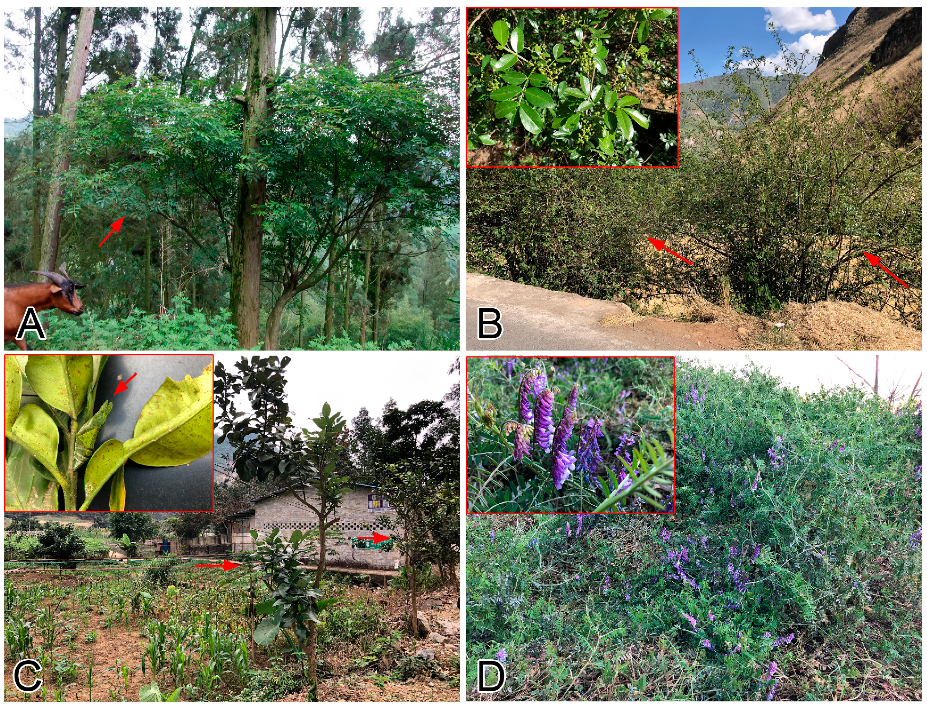 Insects 11 00661 g001