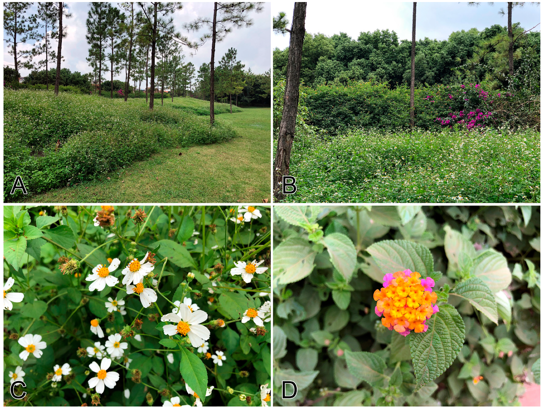 Insects 11 00661 g002