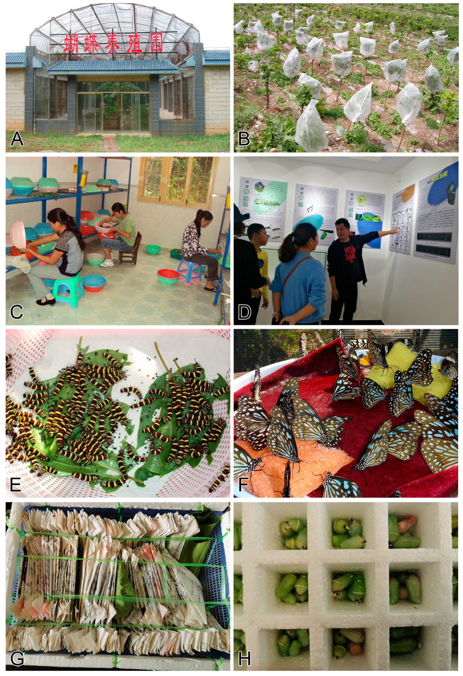 Insects 11 00661 g003