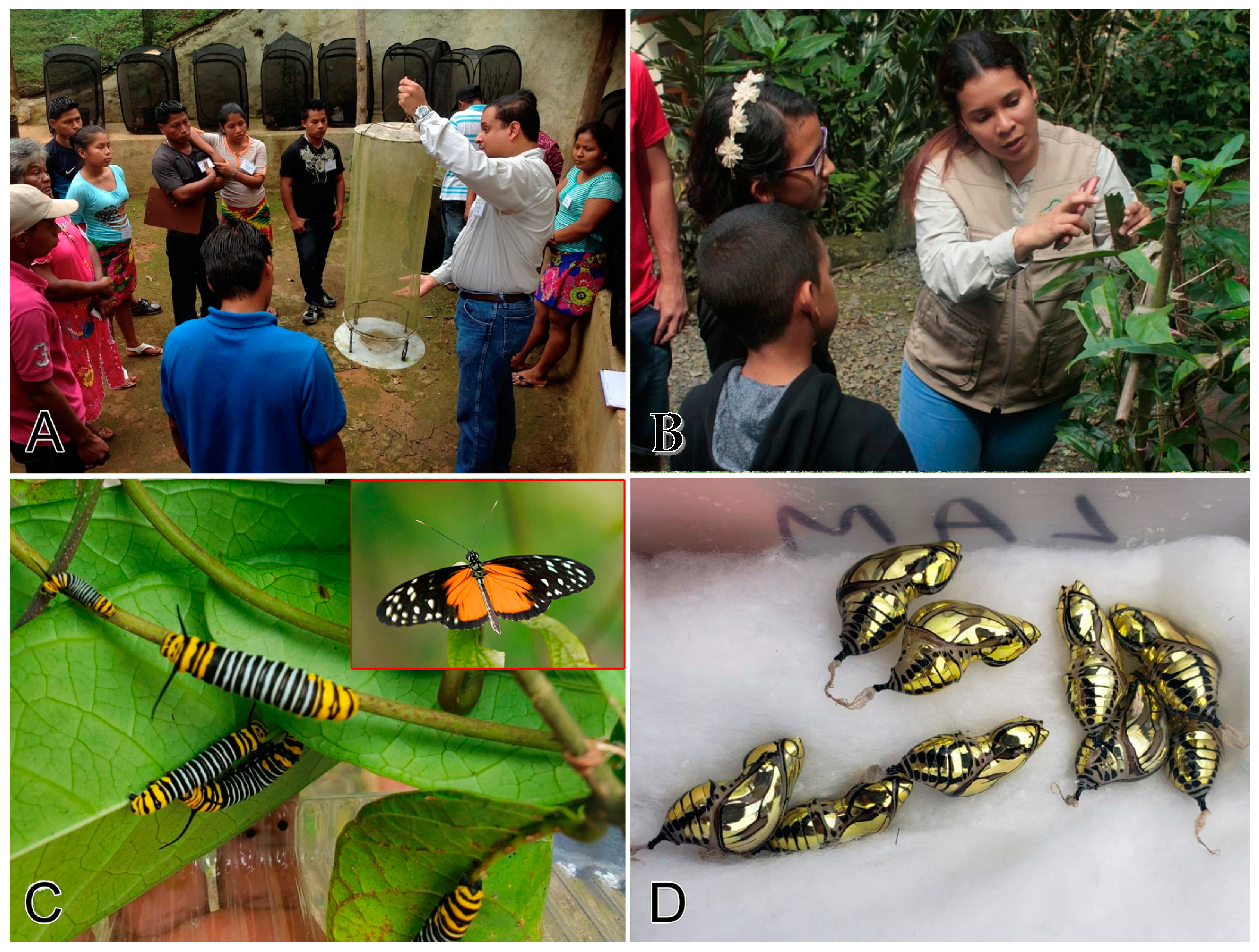 Insects 11 00661 g004