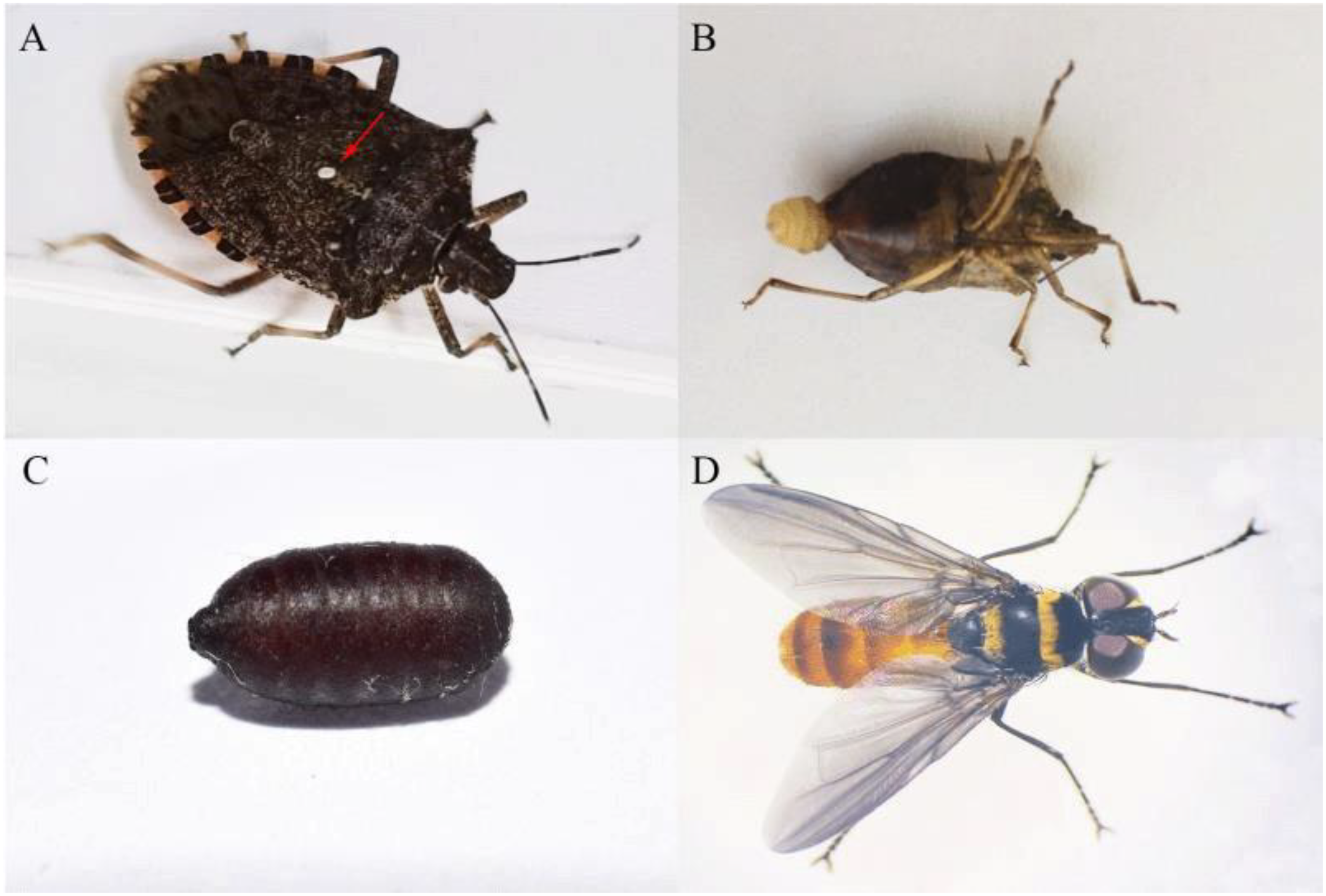 Insects 11 00666 g001 Insects 11 00666 g001