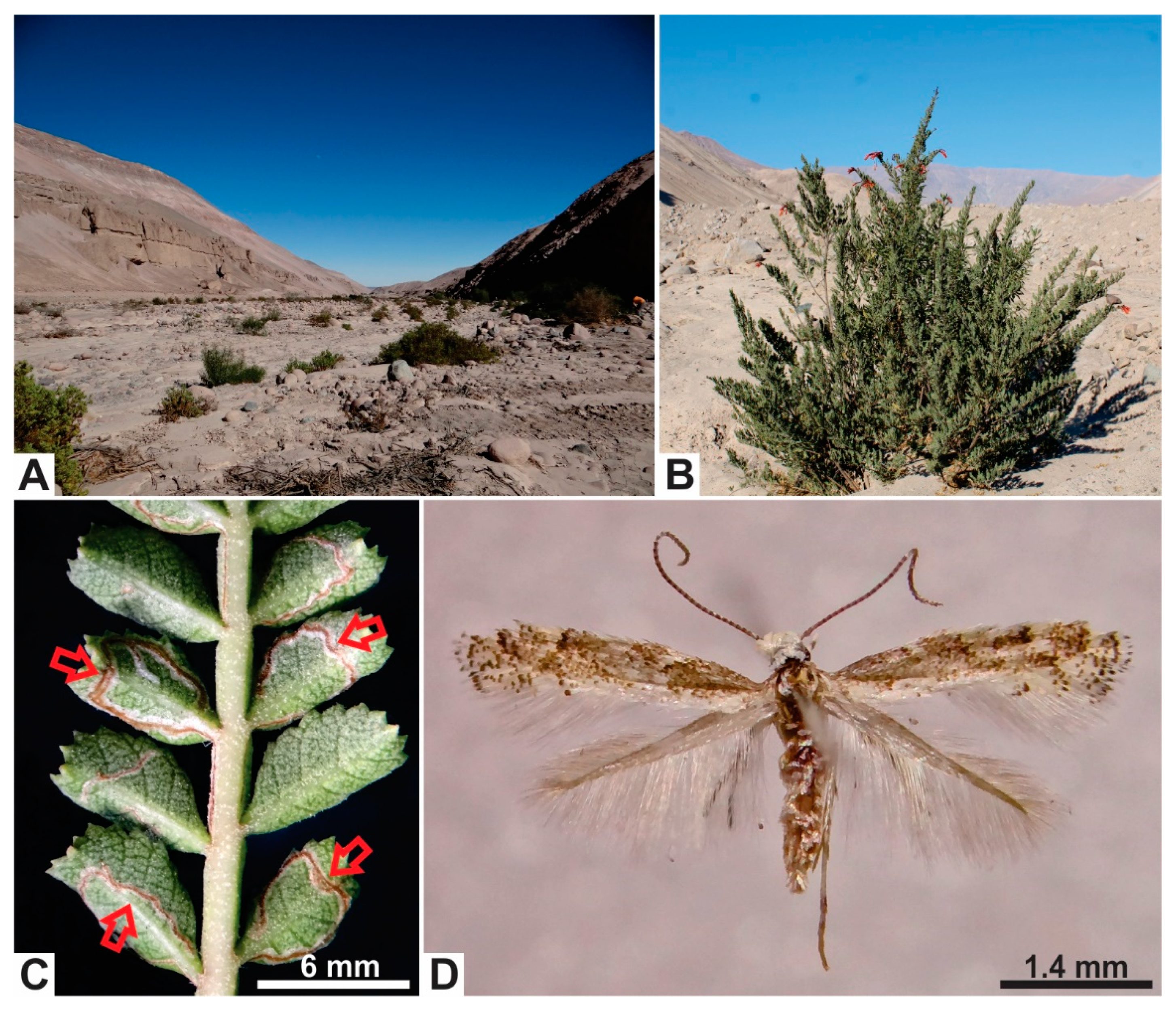 Insects 11 00677 g001