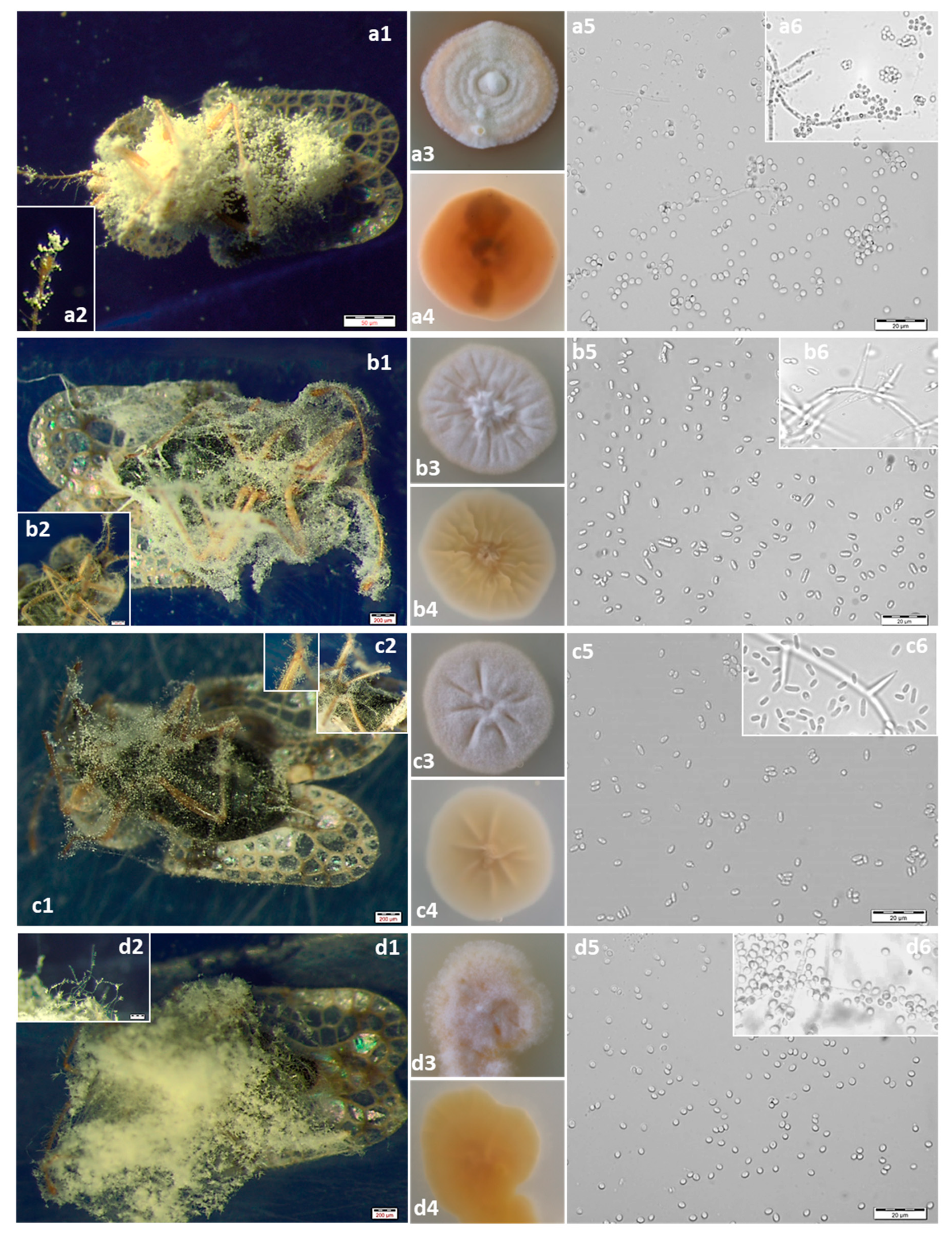 Insects 11 00679 g001 Insects 11 00679 g001