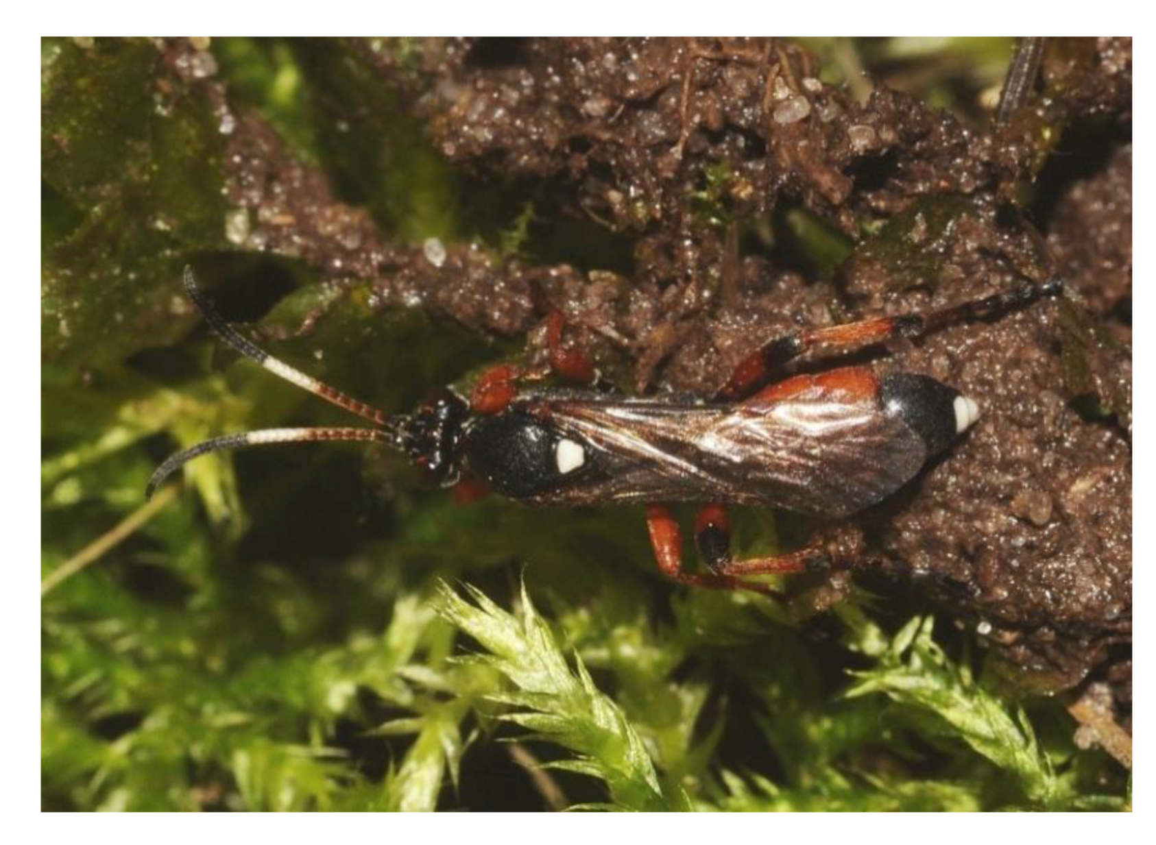 Insects 11 00687 g007