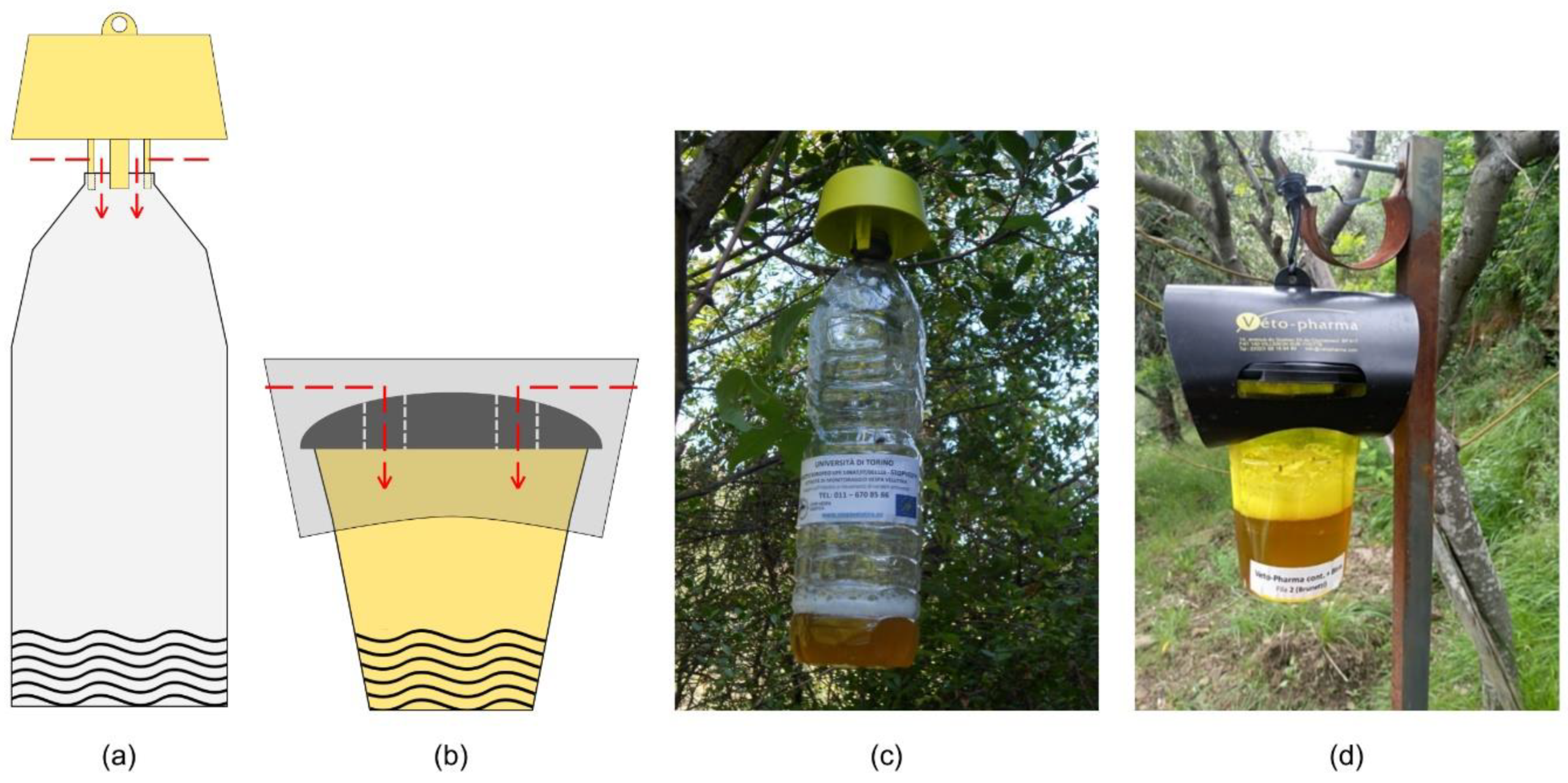 Insects 11 00706 g001