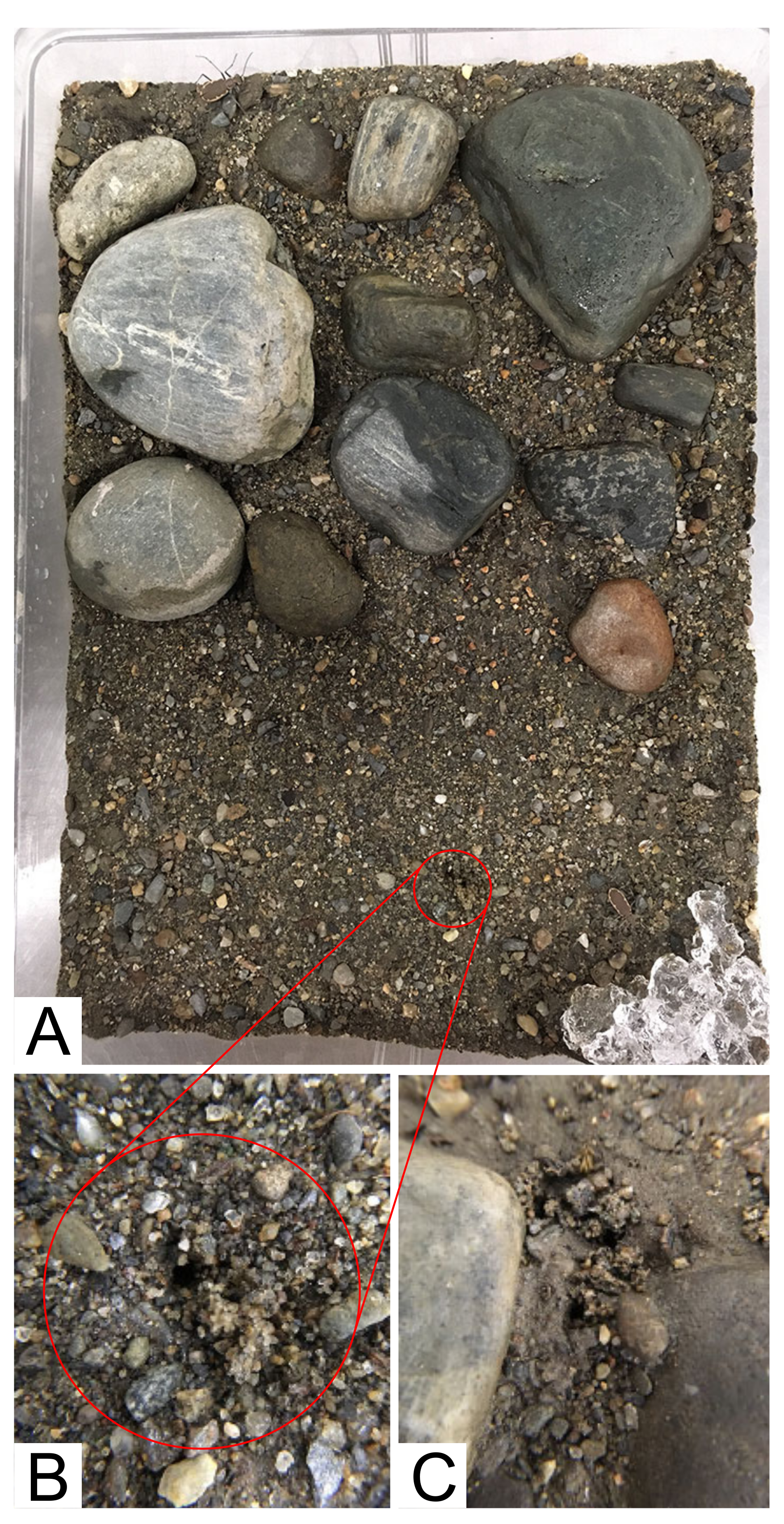 Insects 11 00708 g001