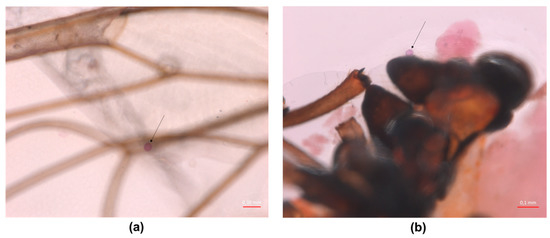 Insects 11 00835 g0a3