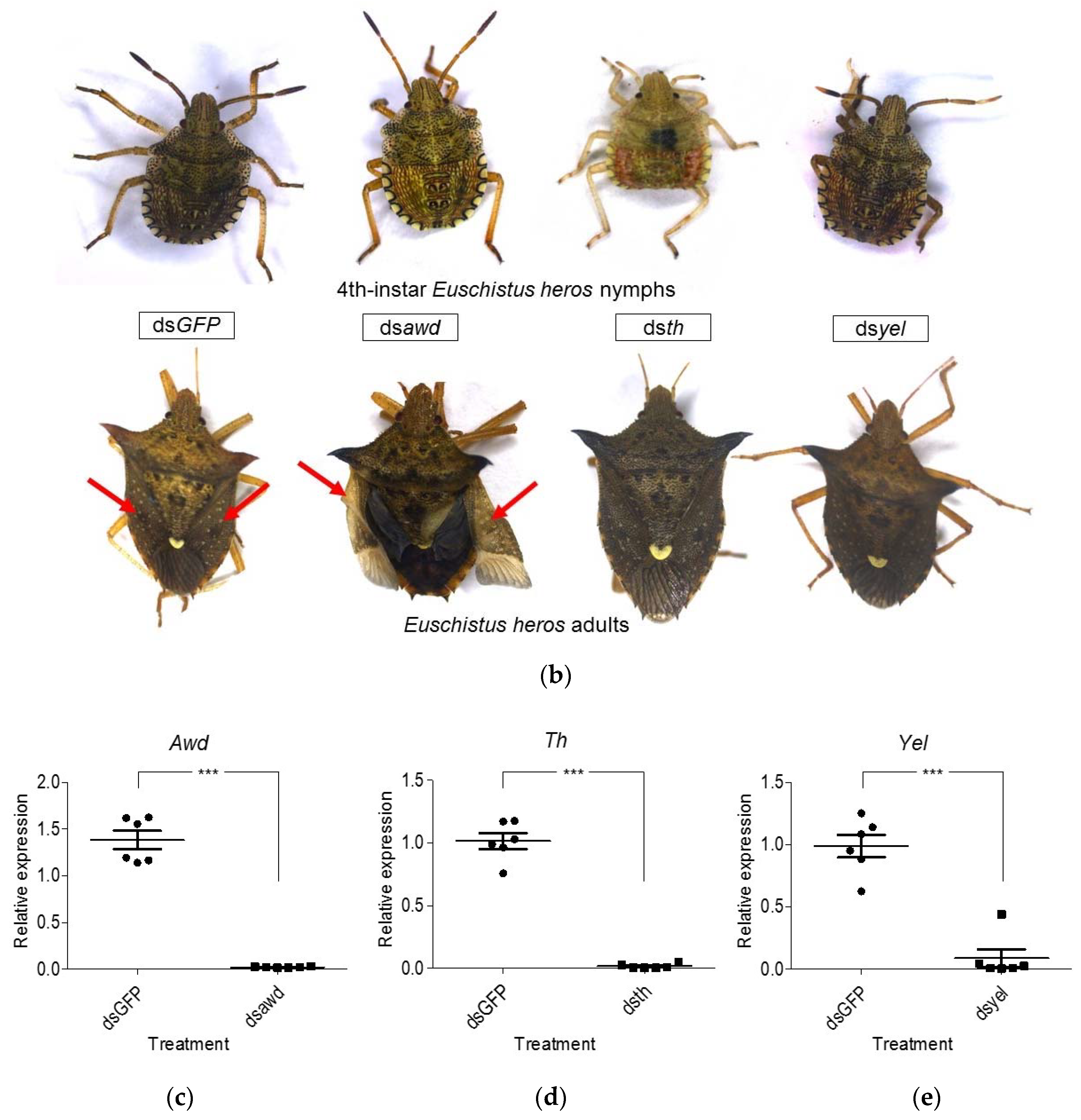 Insects 11 00838 g001b