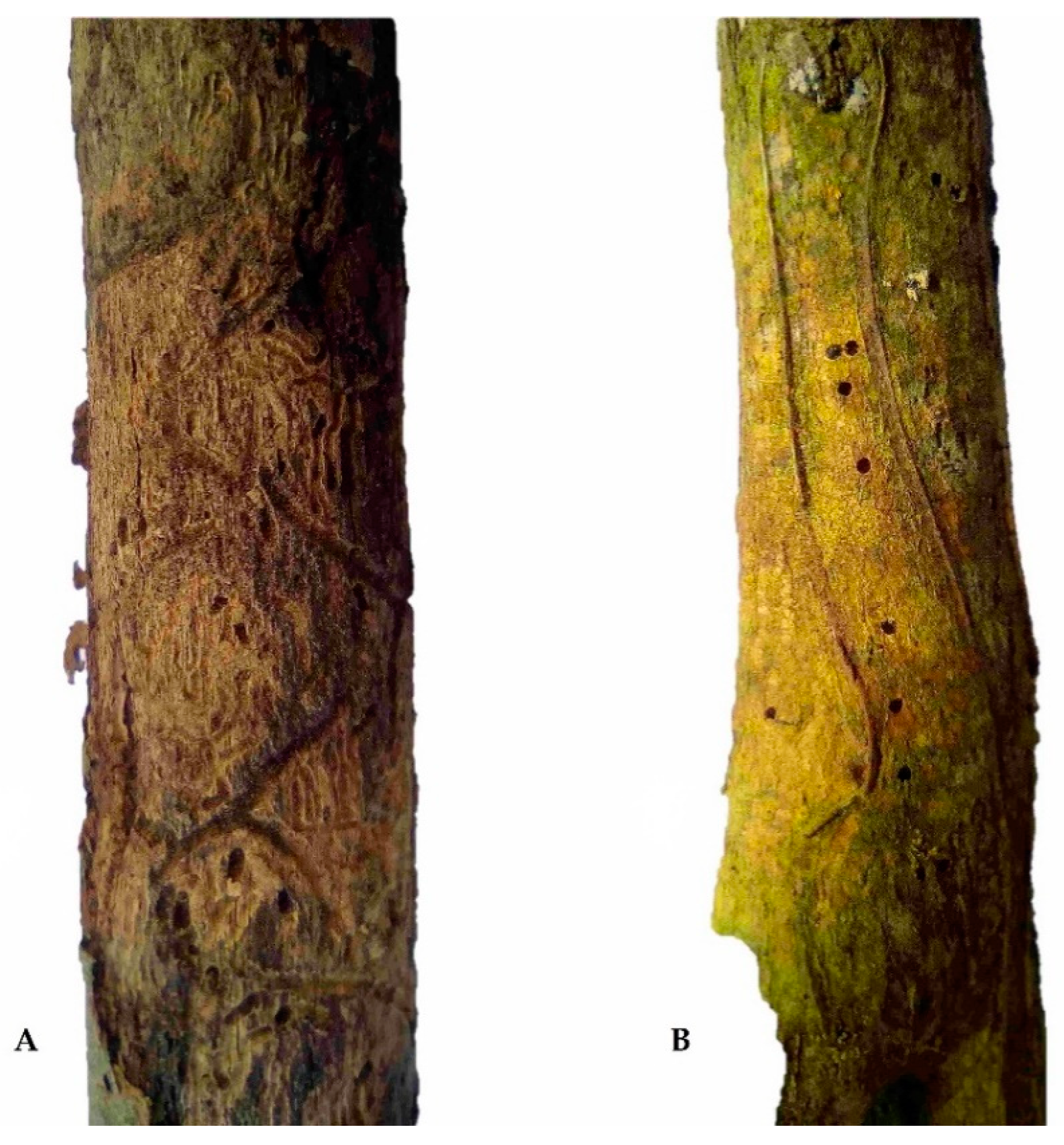 Insects 11 00856 g001