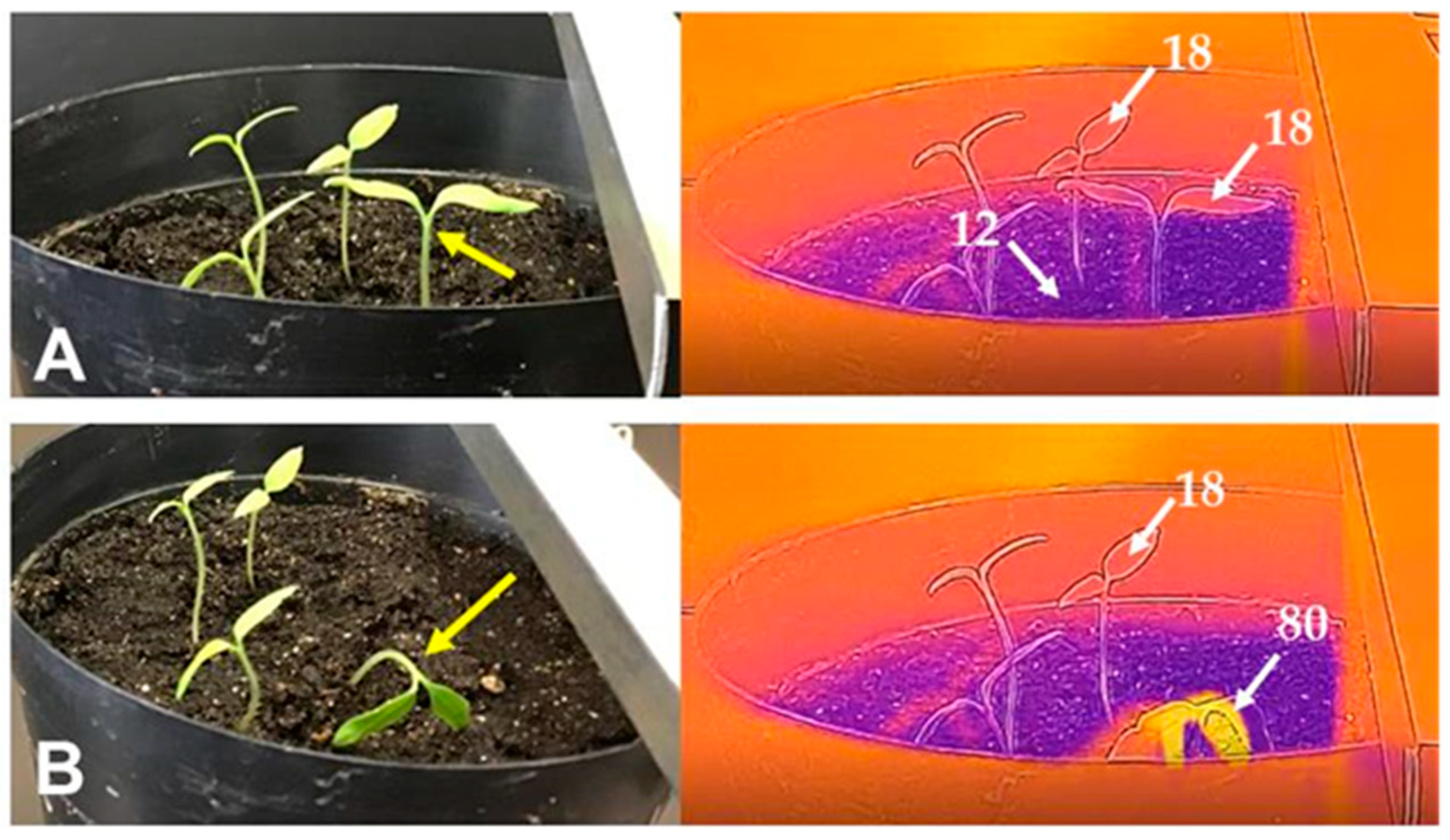 Insects 11 00861 g005 Insects 11 00861 g005