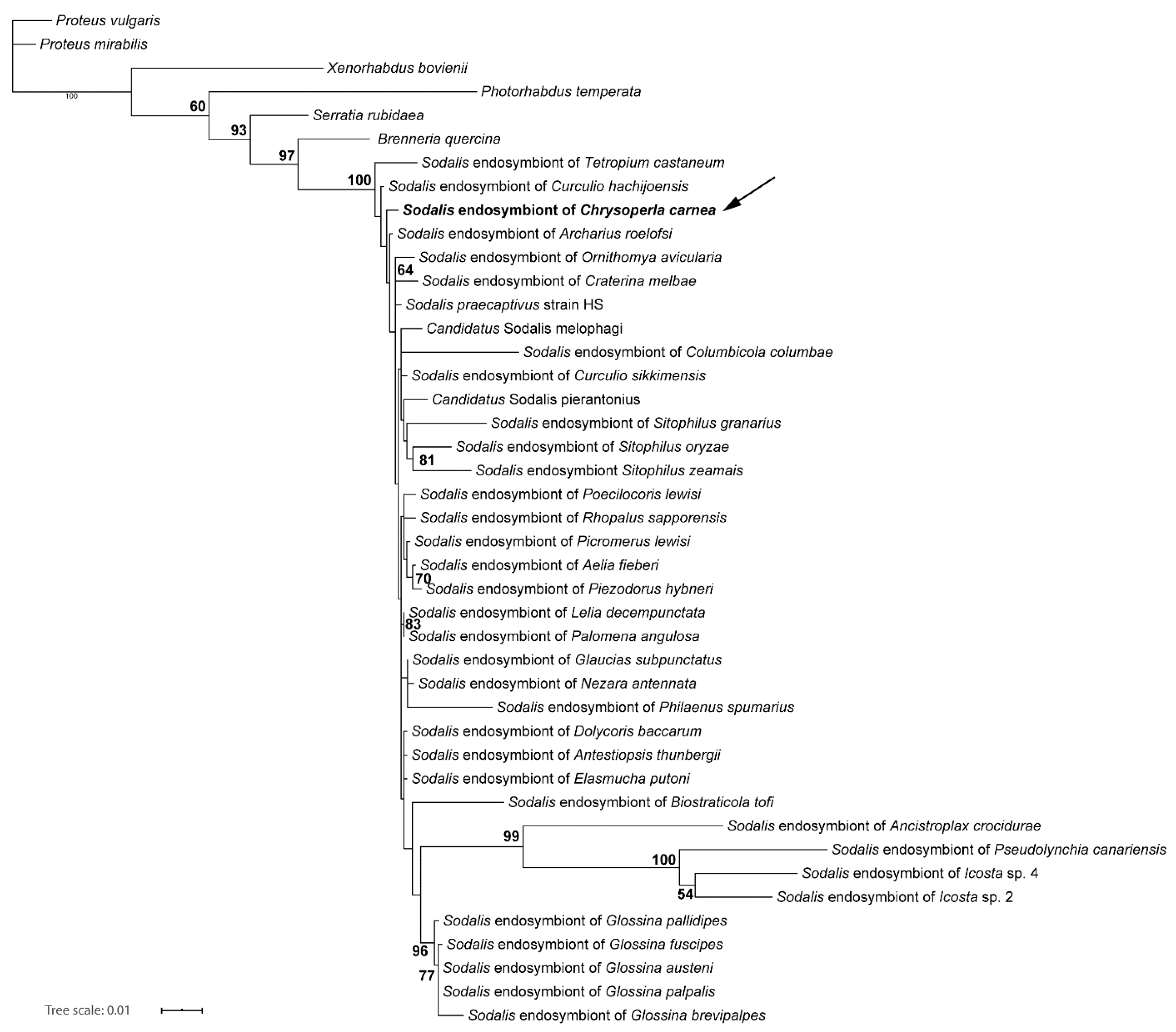 Insects 11 00867 g002