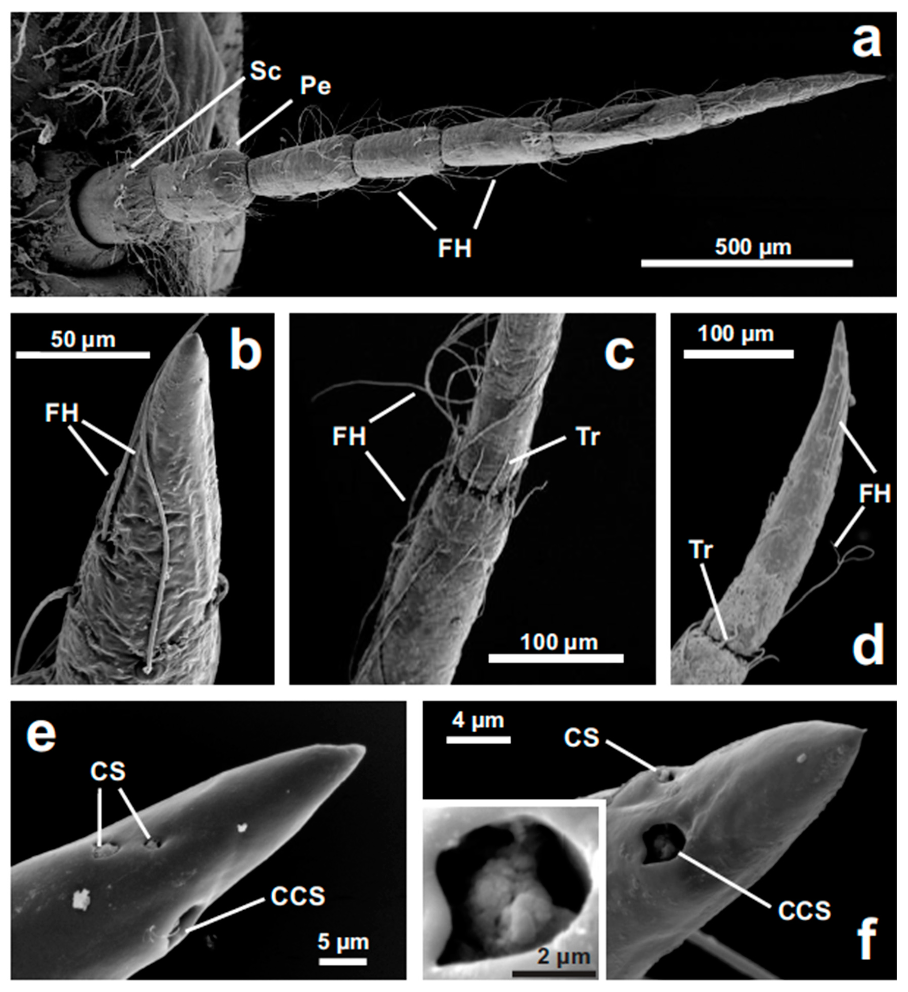 Insects 11 00886 g001