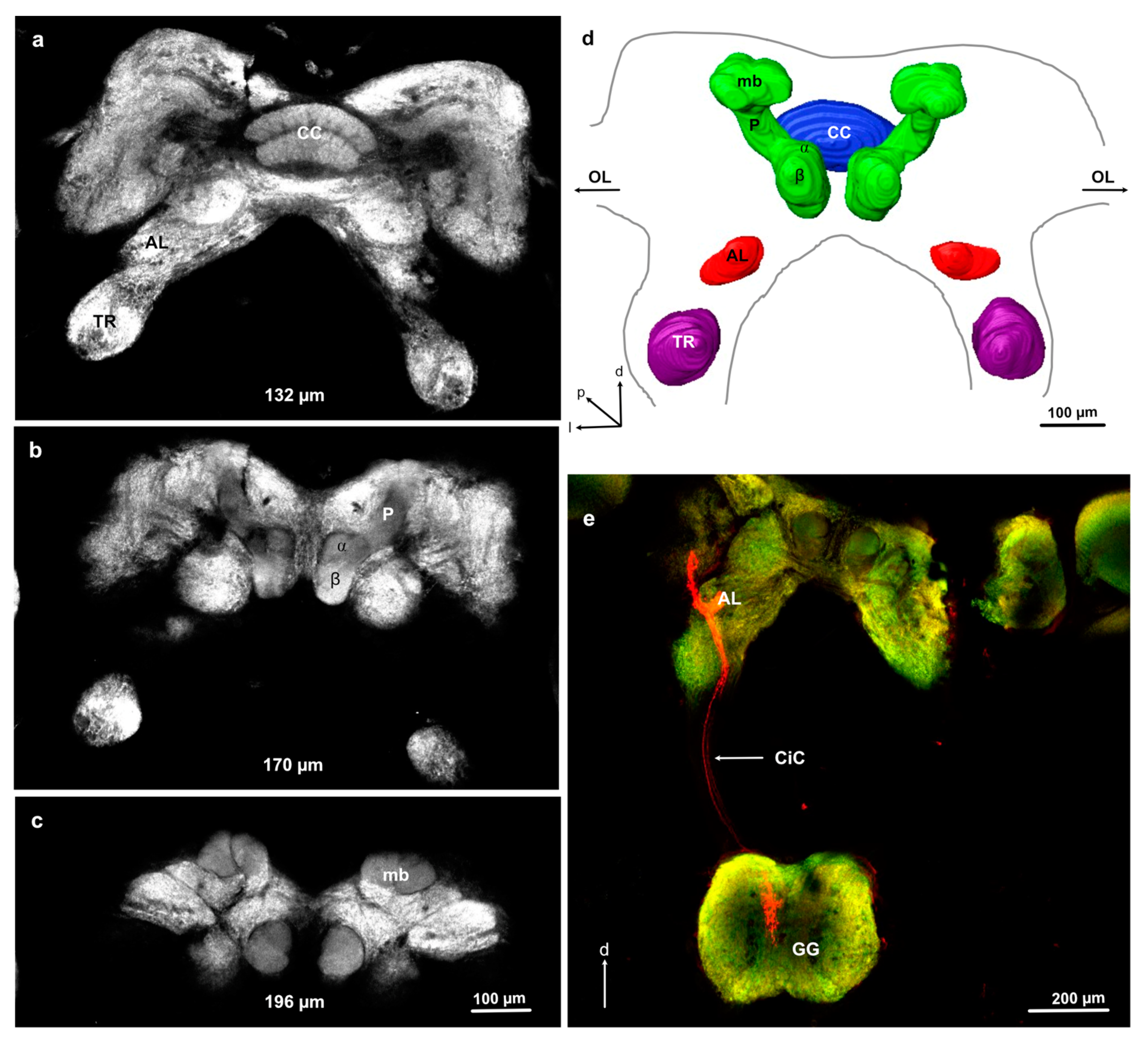 Insects 11 00886 g002