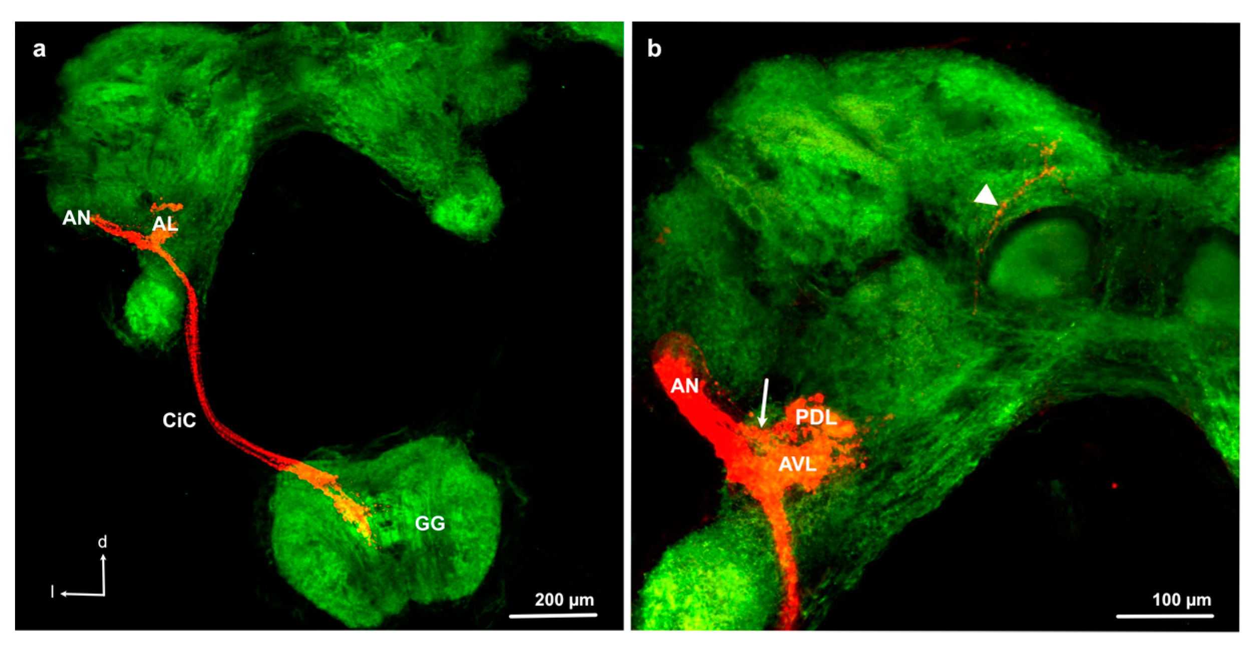 Insects 11 00886 g003
