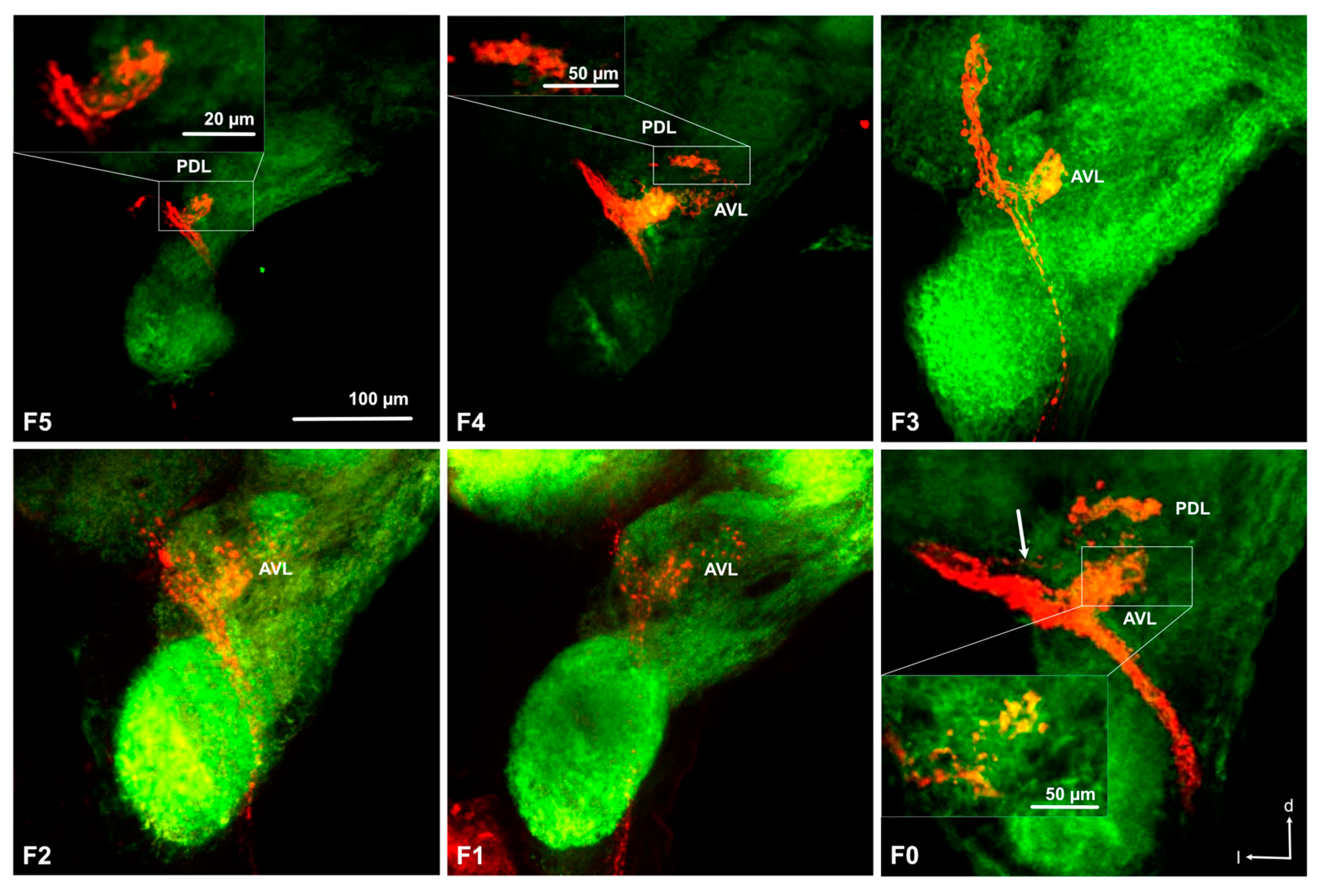 Insects 11 00886 g004