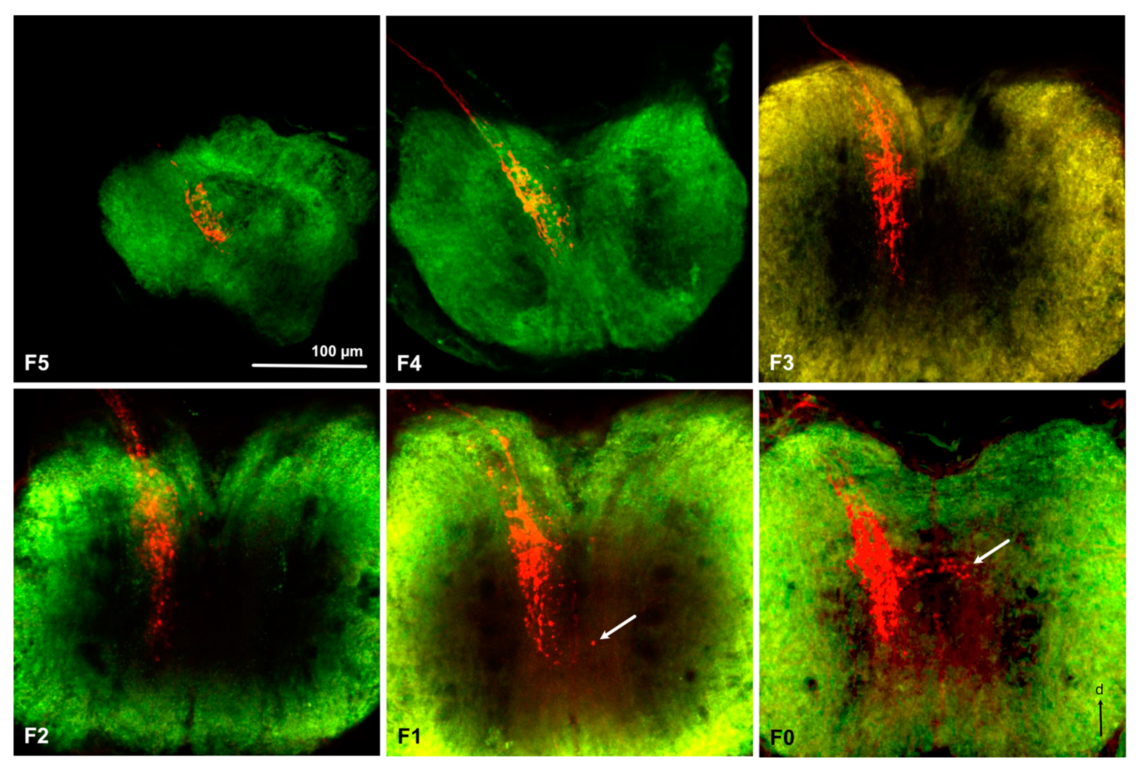 Insects 11 00886 g005