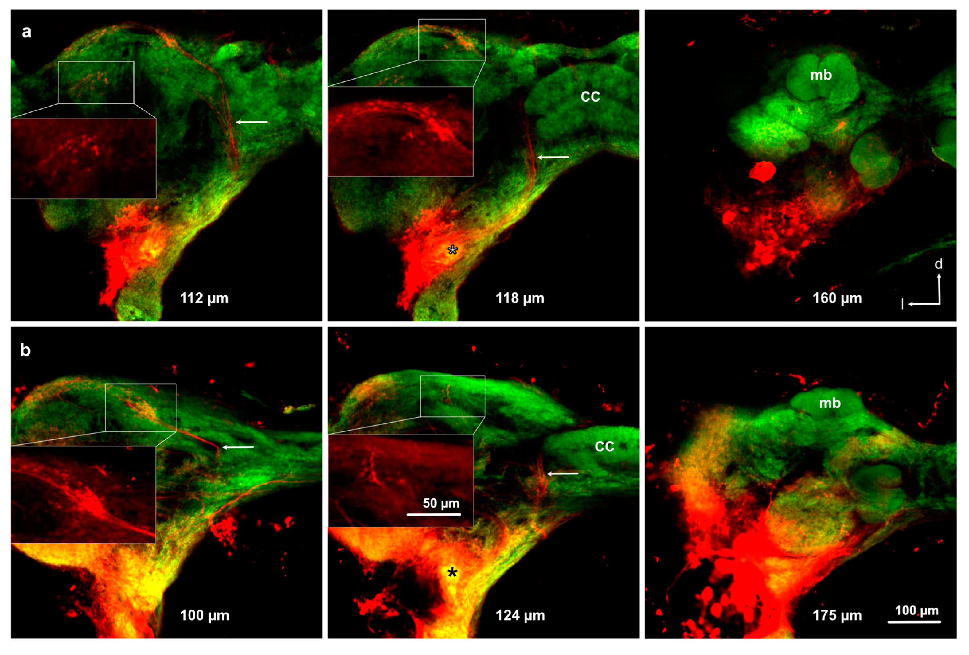 Insects 11 00886 g006