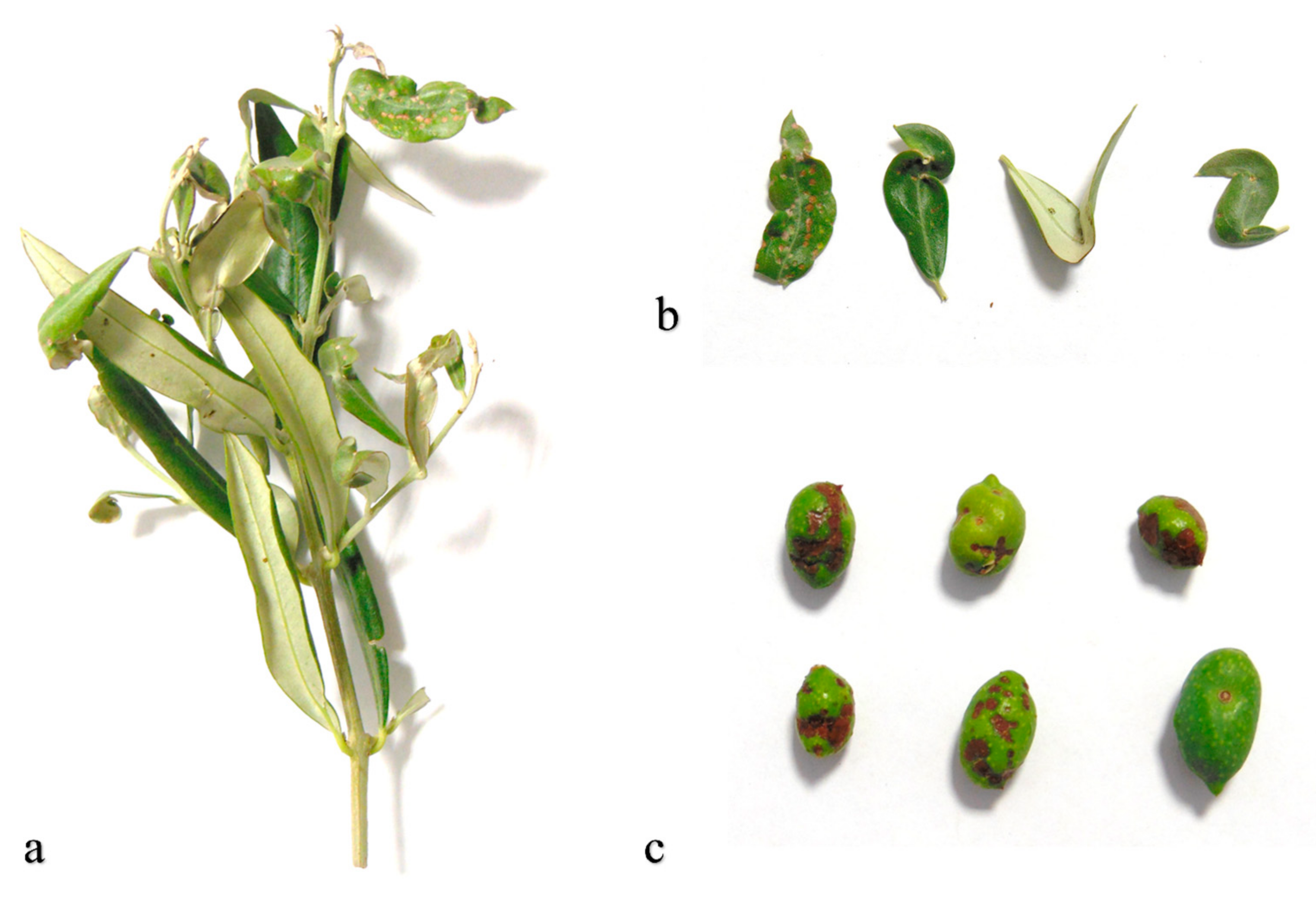 Insects 11 00887 g001 Insects 11 00887 g001