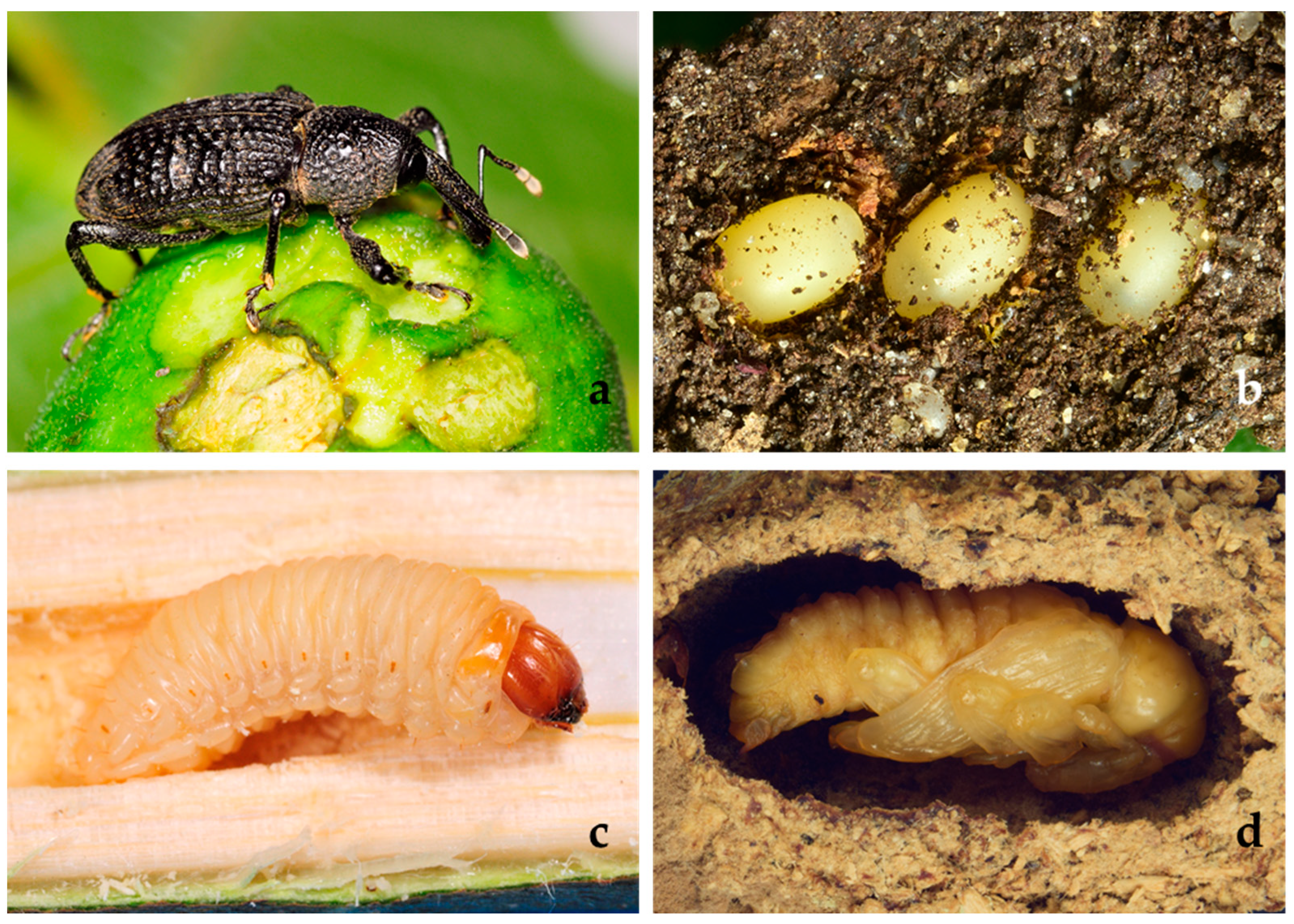 Insects 12 00005 g001