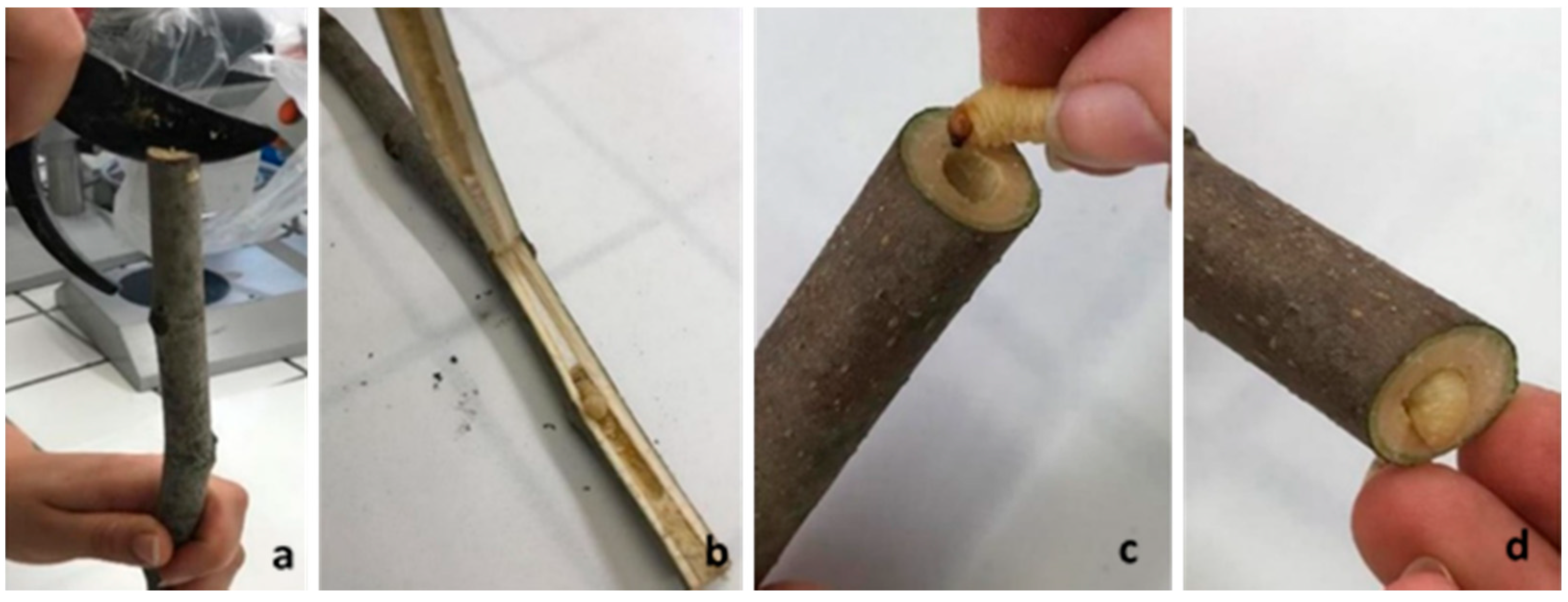 Insects 12 00005 g002