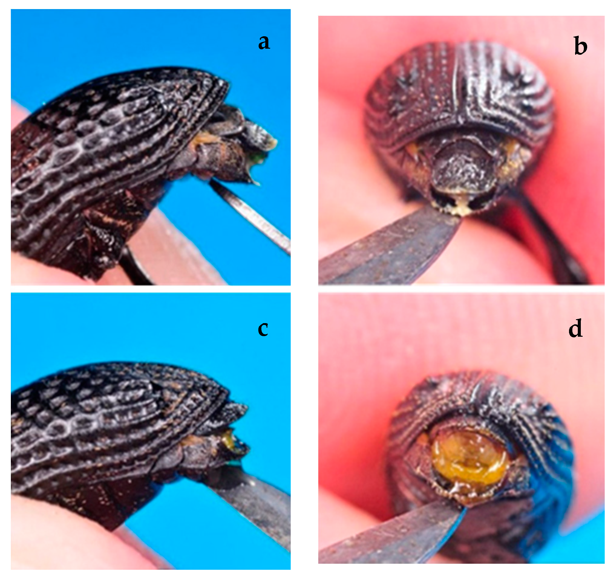 Insects 12 00005 g007