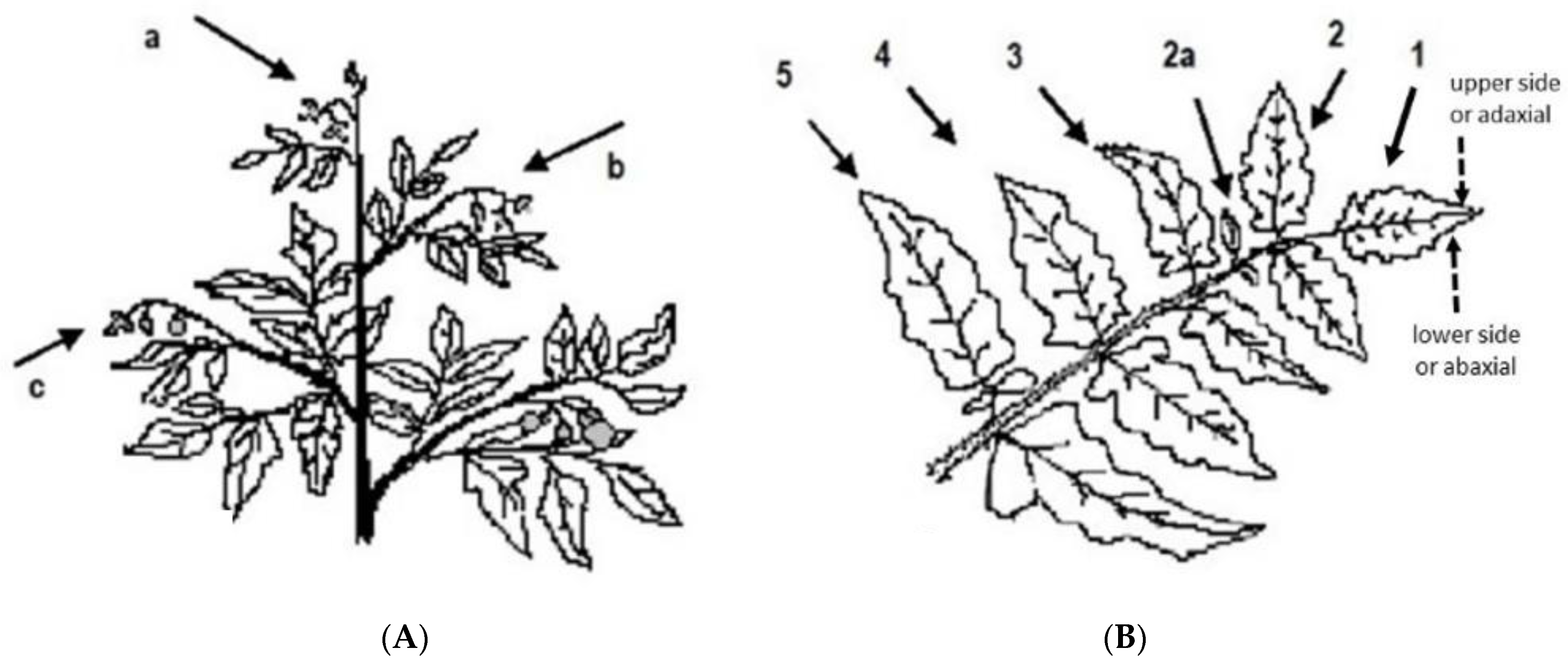 Insects 12 00013 g001