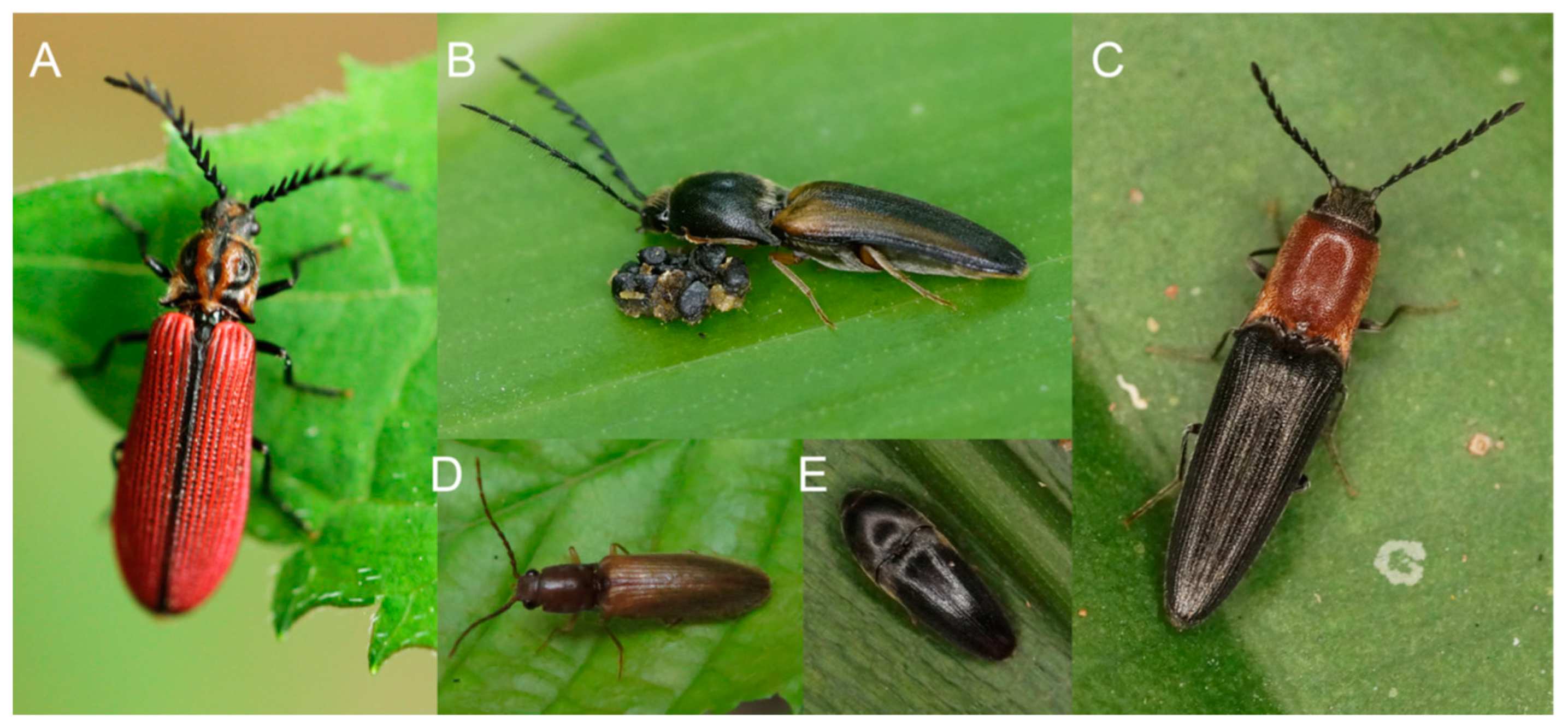 Insects 12 00017 g001