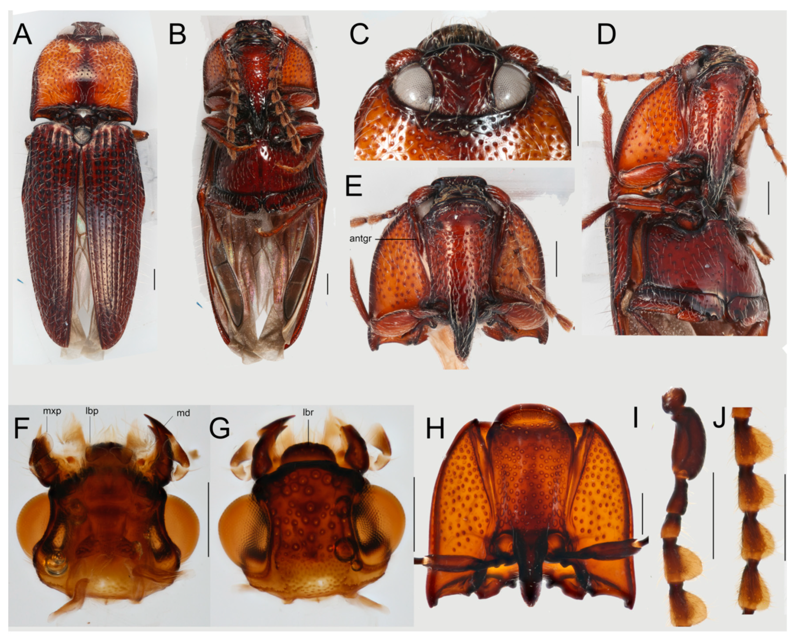 Insects 12 00017 g004