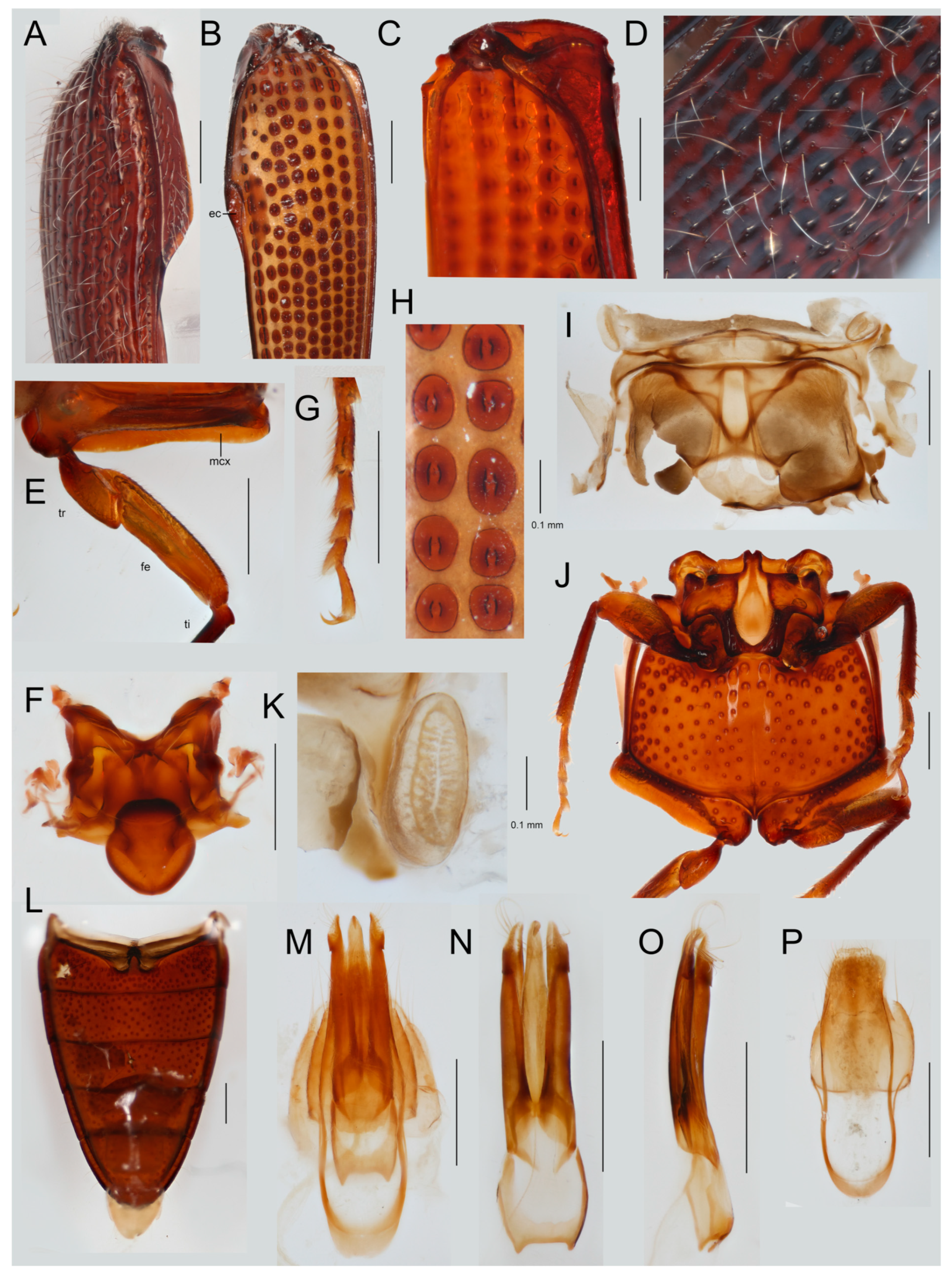 Insects 12 00017 g005