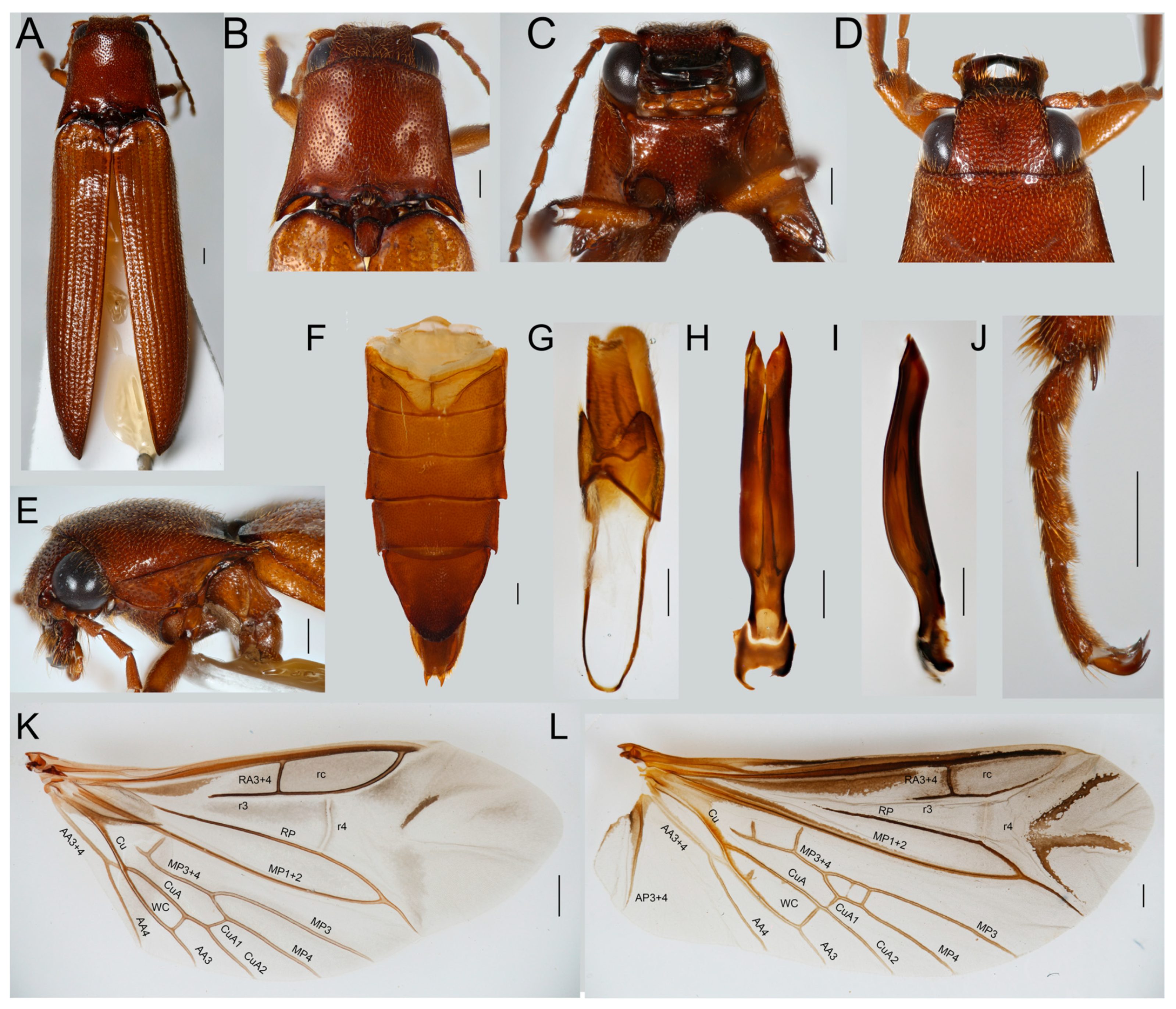 Insects 12 00017 g006