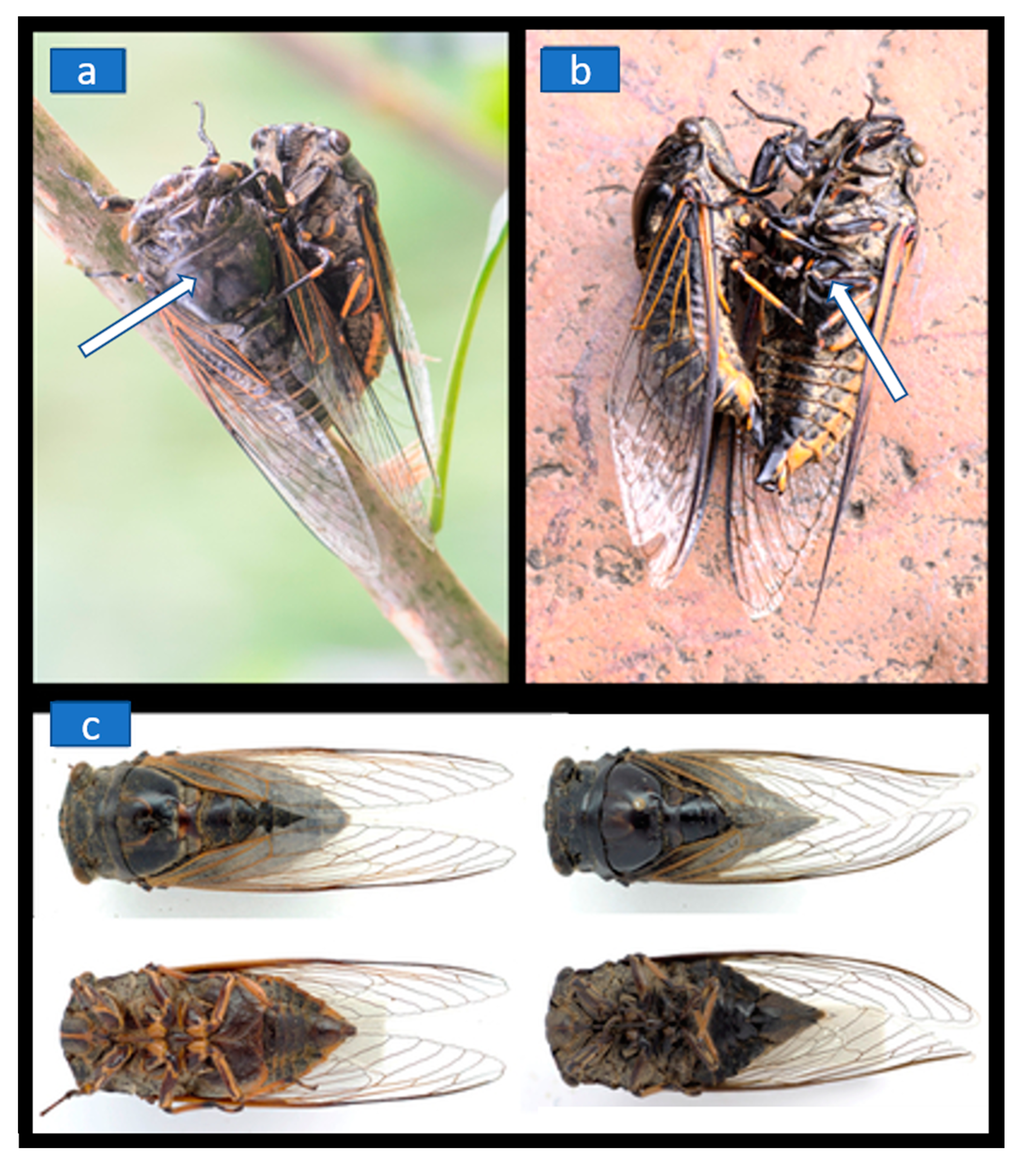 Insects 12 00020 g001 Insects 12 00020 g001