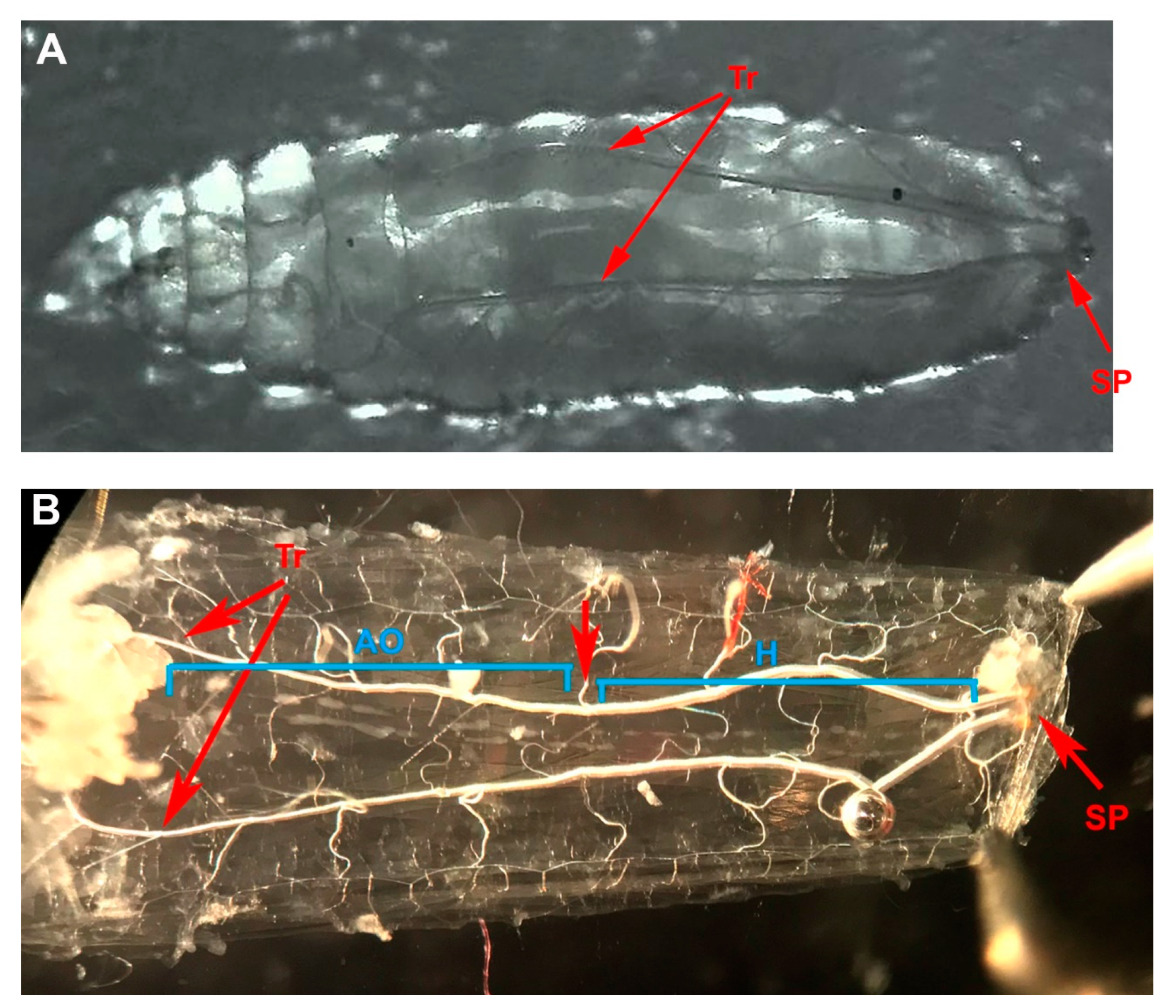 Insects 12 00038 g001