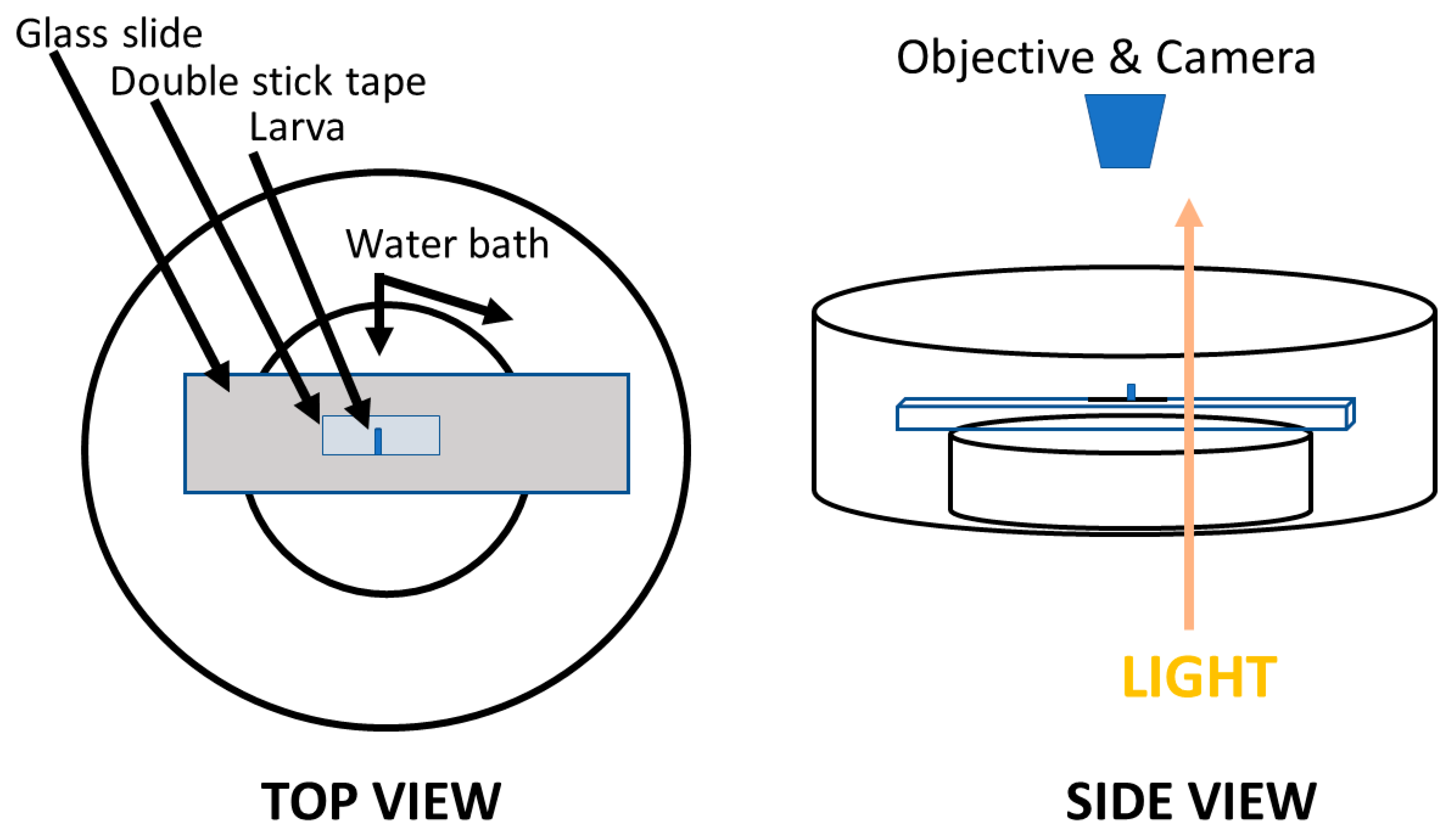 Insects 12 00038 g002