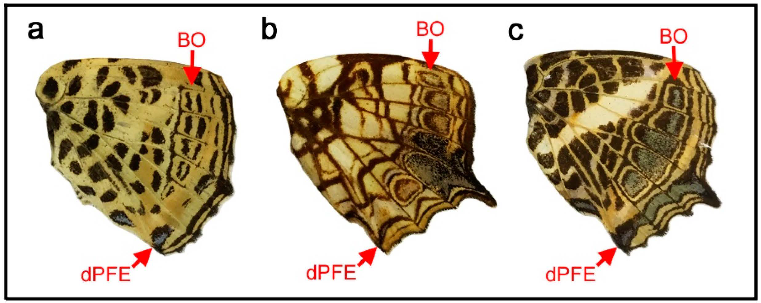 Insects 12 00039 g003