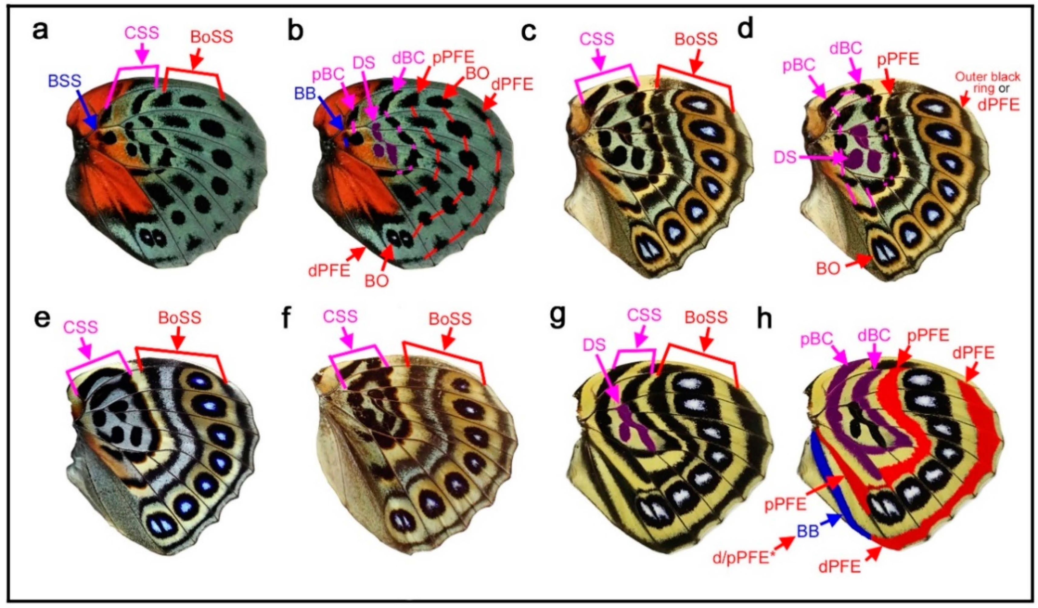 Insects 12 00039 g005