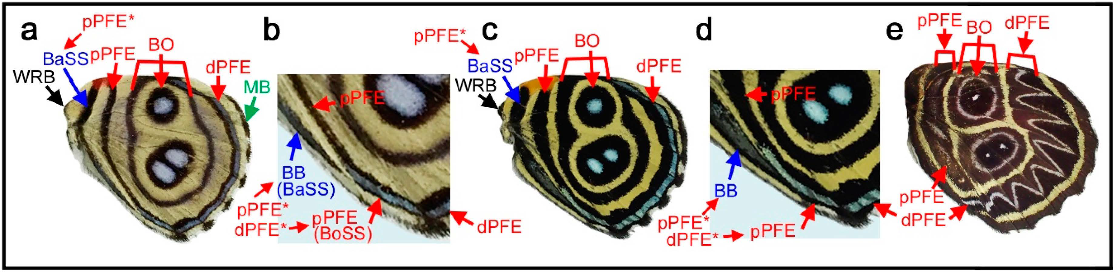 Insects 12 00039 g008