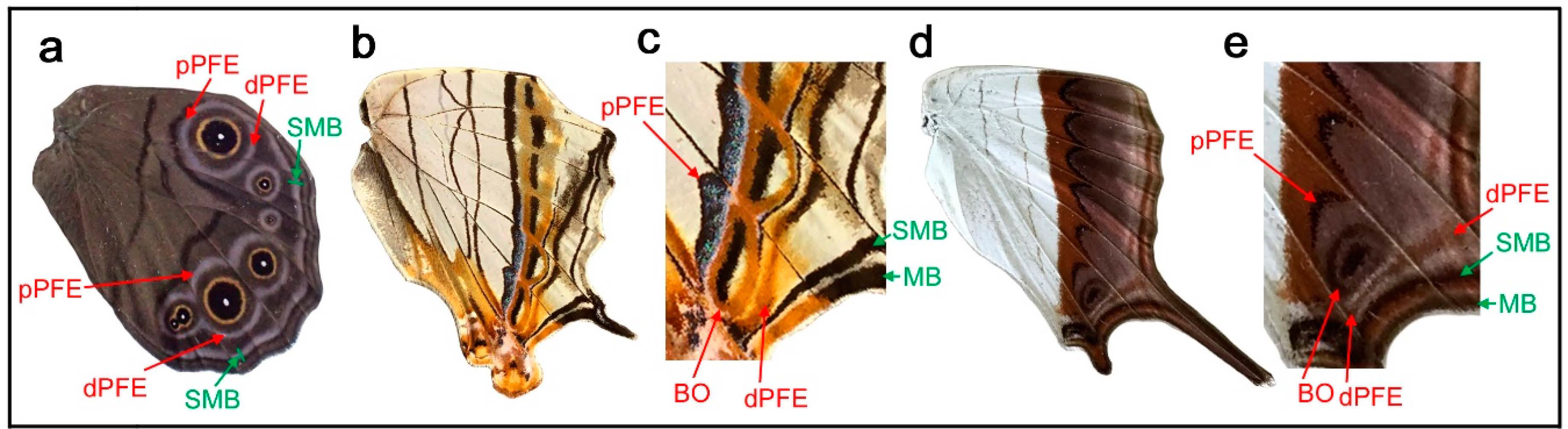 Insects 12 00039 g009