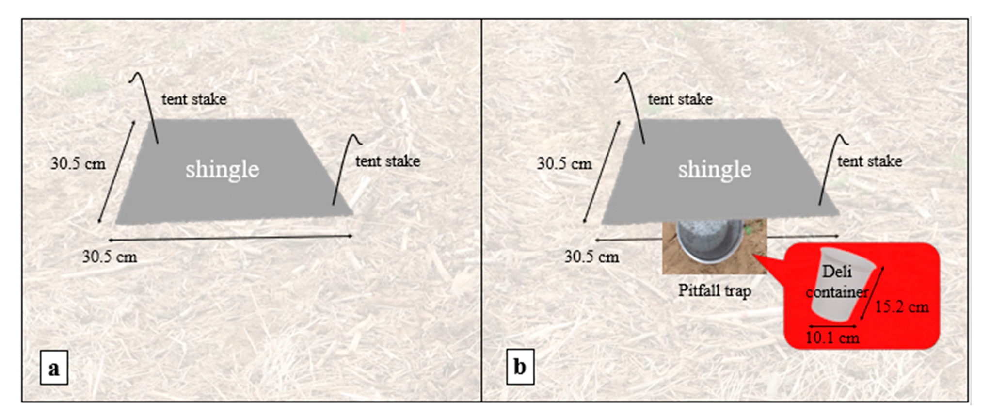 Insects 12 00062 g001