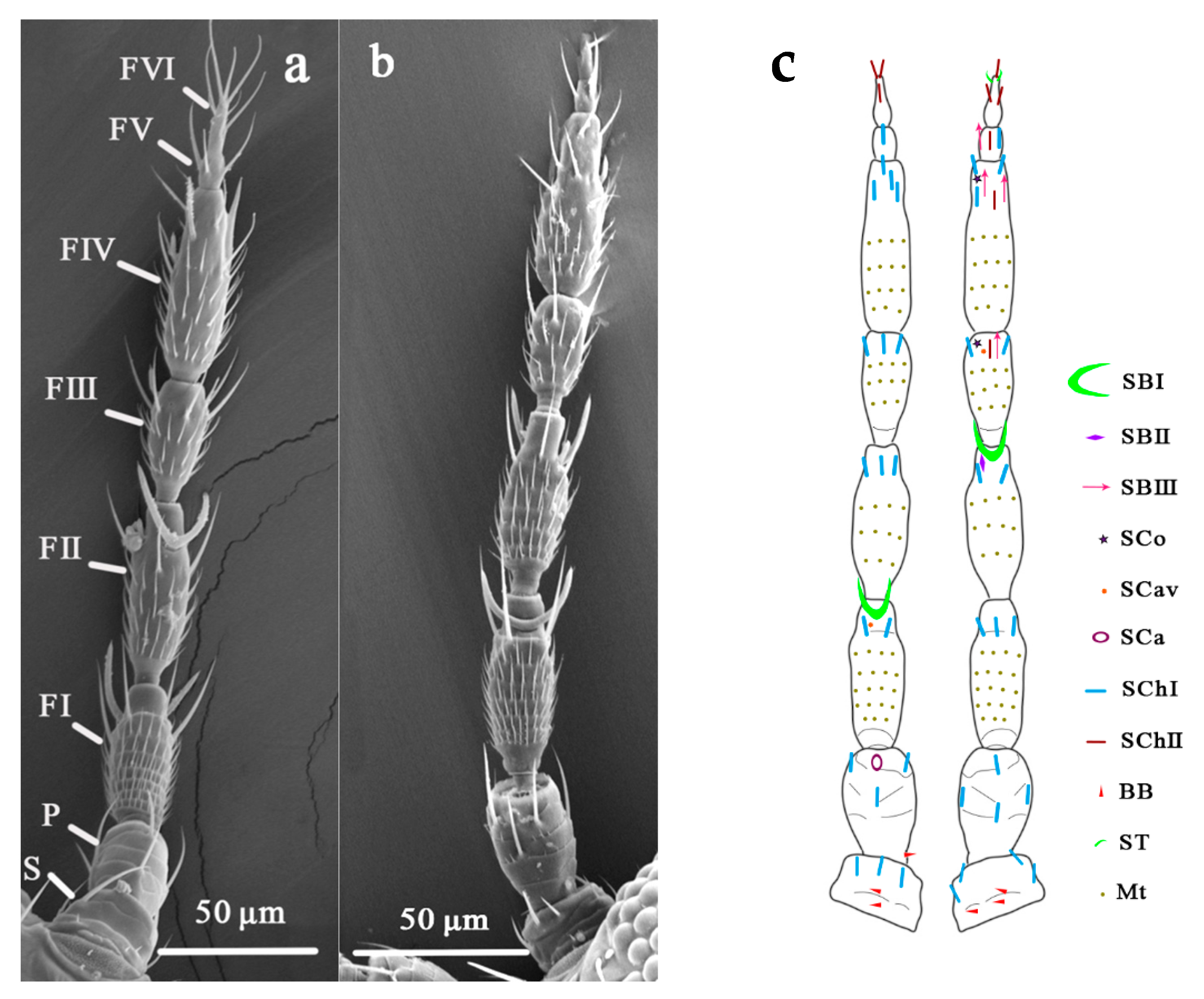 Insects 12 00081 g001 Insects 12 00081 g001