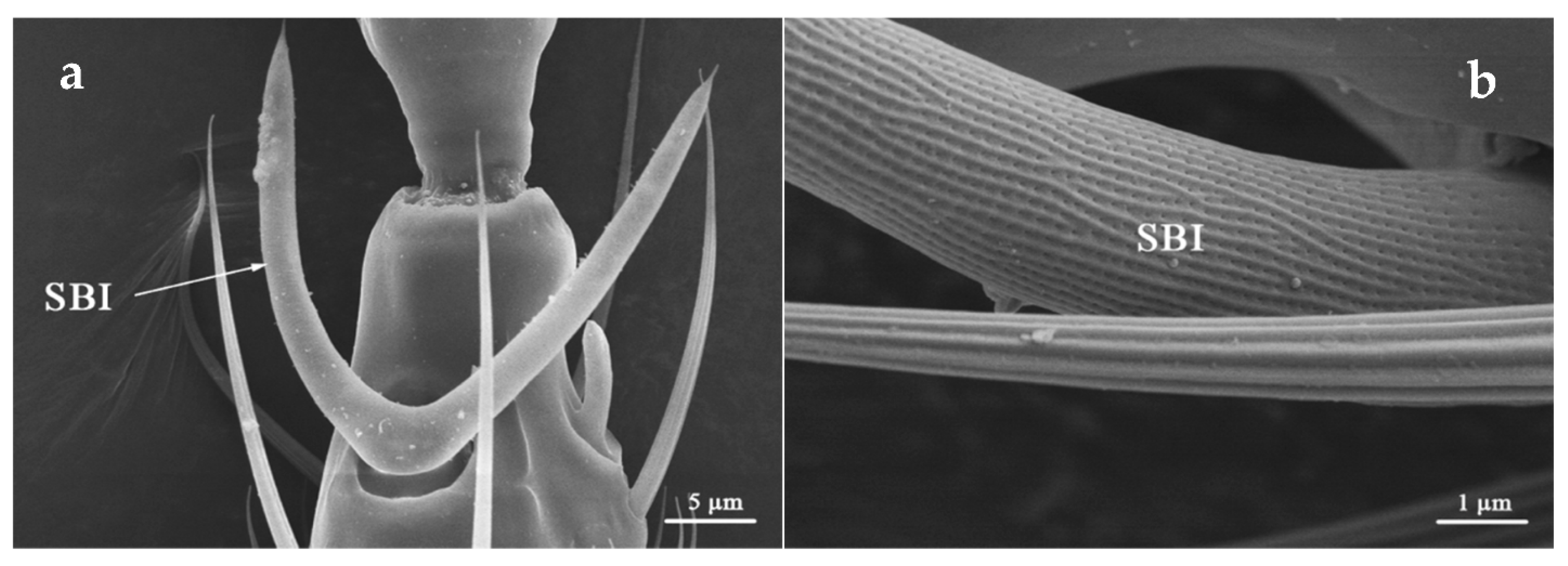 Insects 12 00081 g003 Insects 12 00081 g003